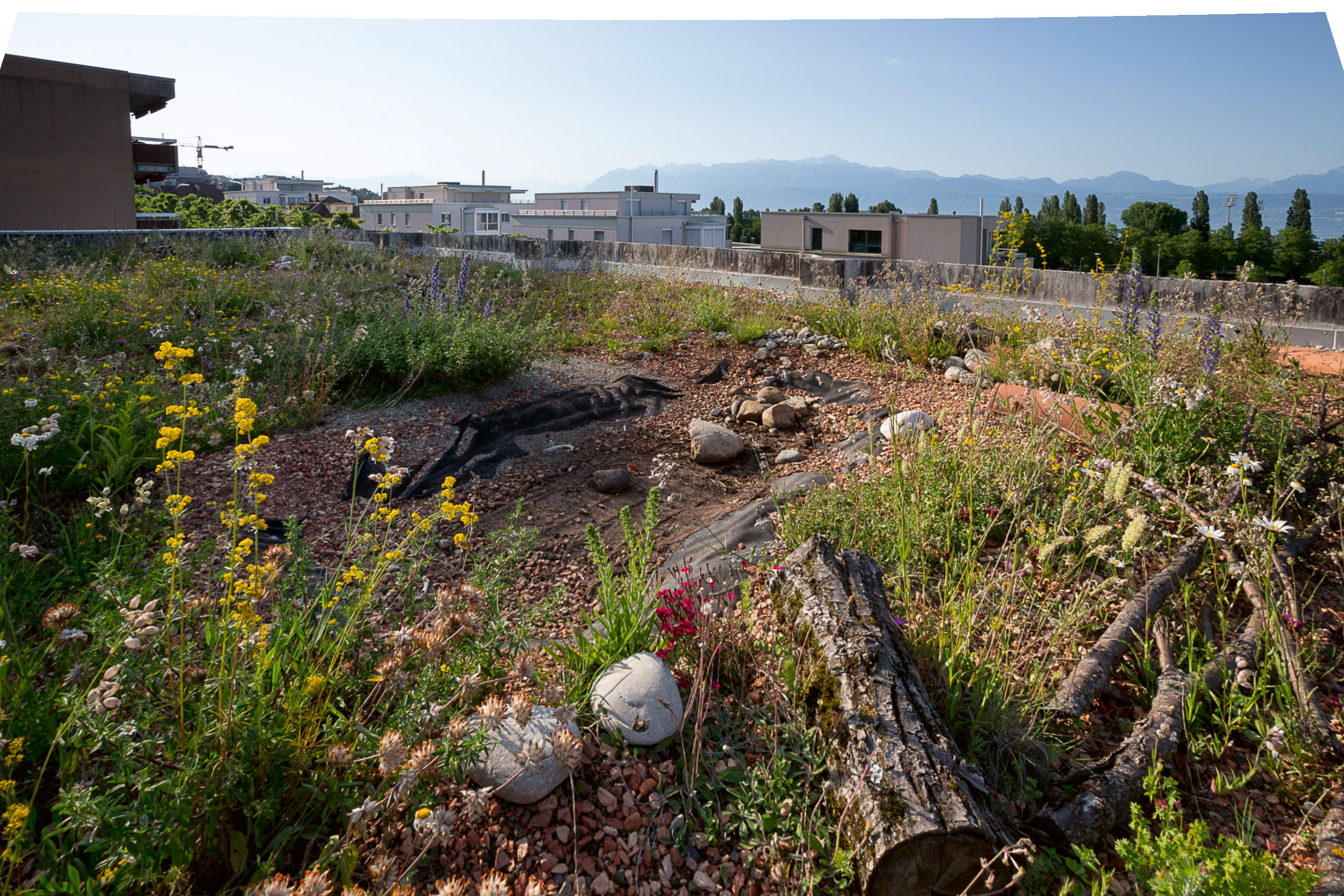 Du bois, des fagots et des cailloux sont dispersés sur les toits : ils contribuent à recréer un véritable écosystème sur et dans un « sol » artificiel.