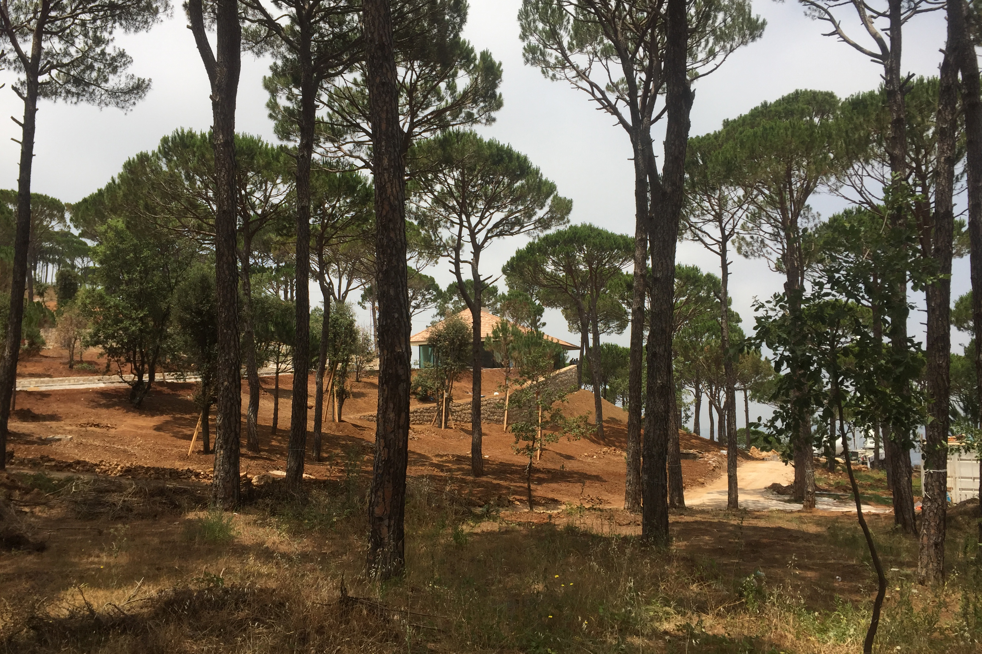 Das Grundstück erstreckt sich über 60.000 m² und ist dicht mit jahrhundertealten Pinien bewachsen.