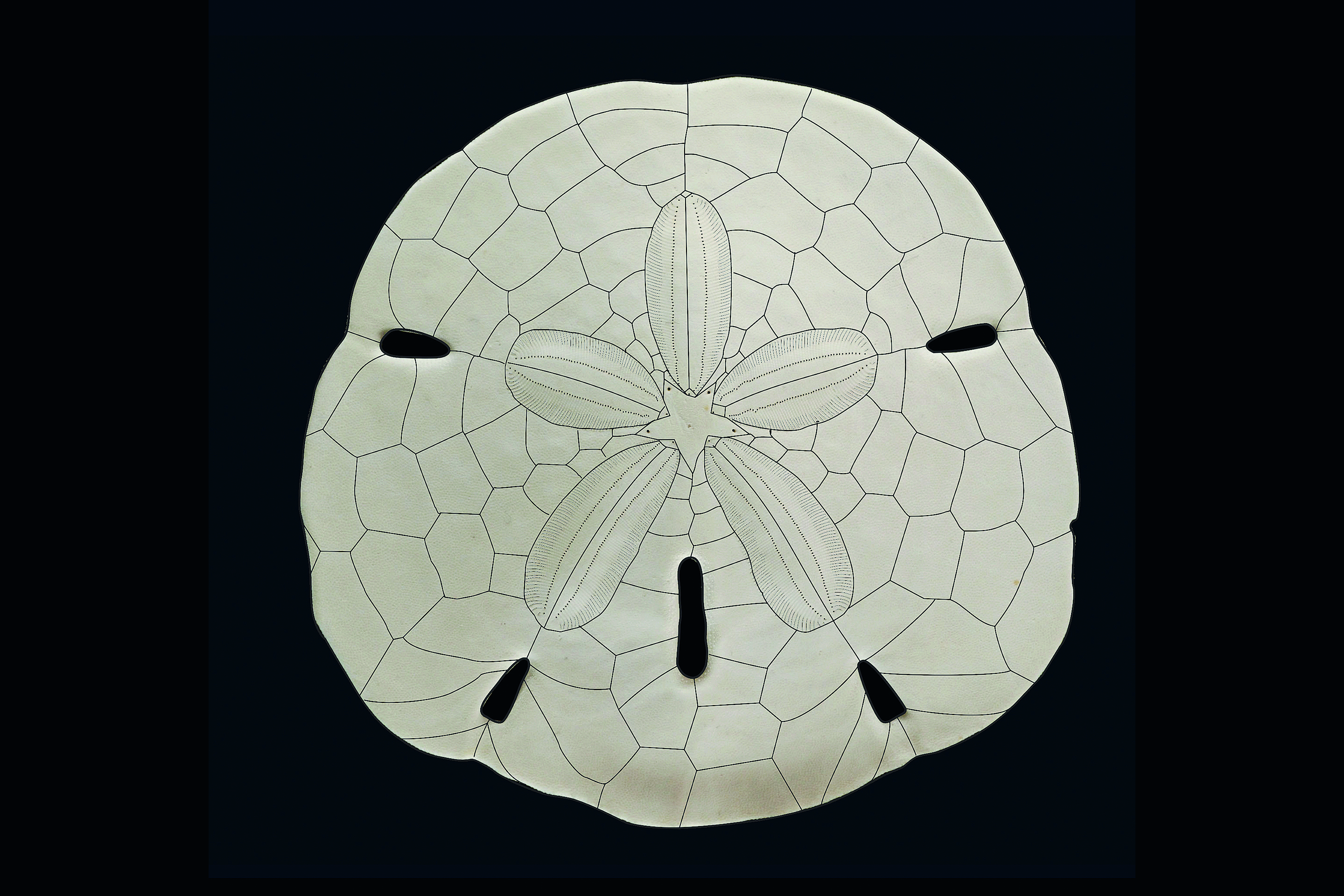 Die Struktur des Seeigels diente als konstruktives Vorbild.