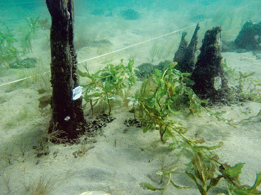 Groupe de pieux numérotés en attente de leur prélèvement
