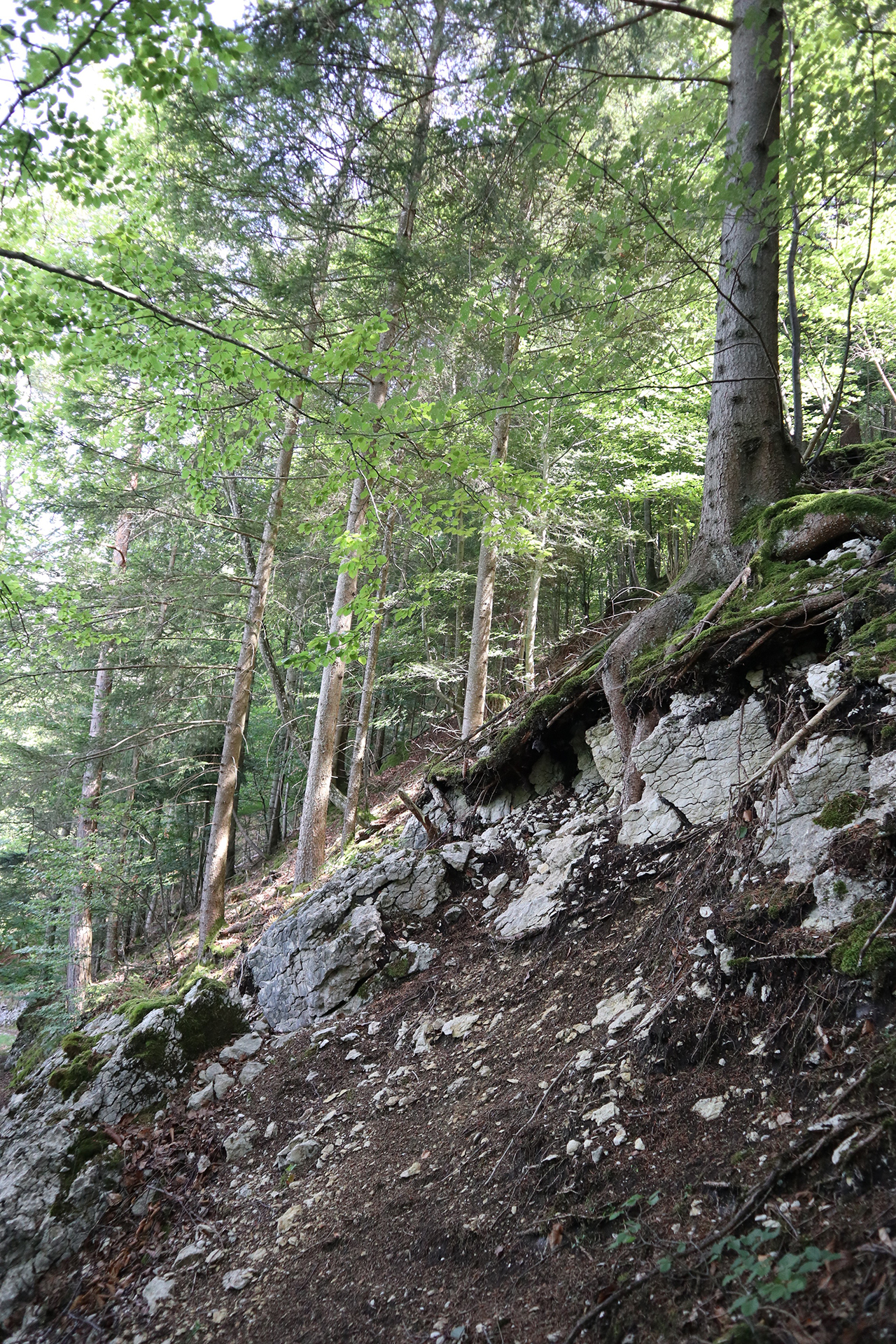 Schutzwald_FelsenimSchutzwald