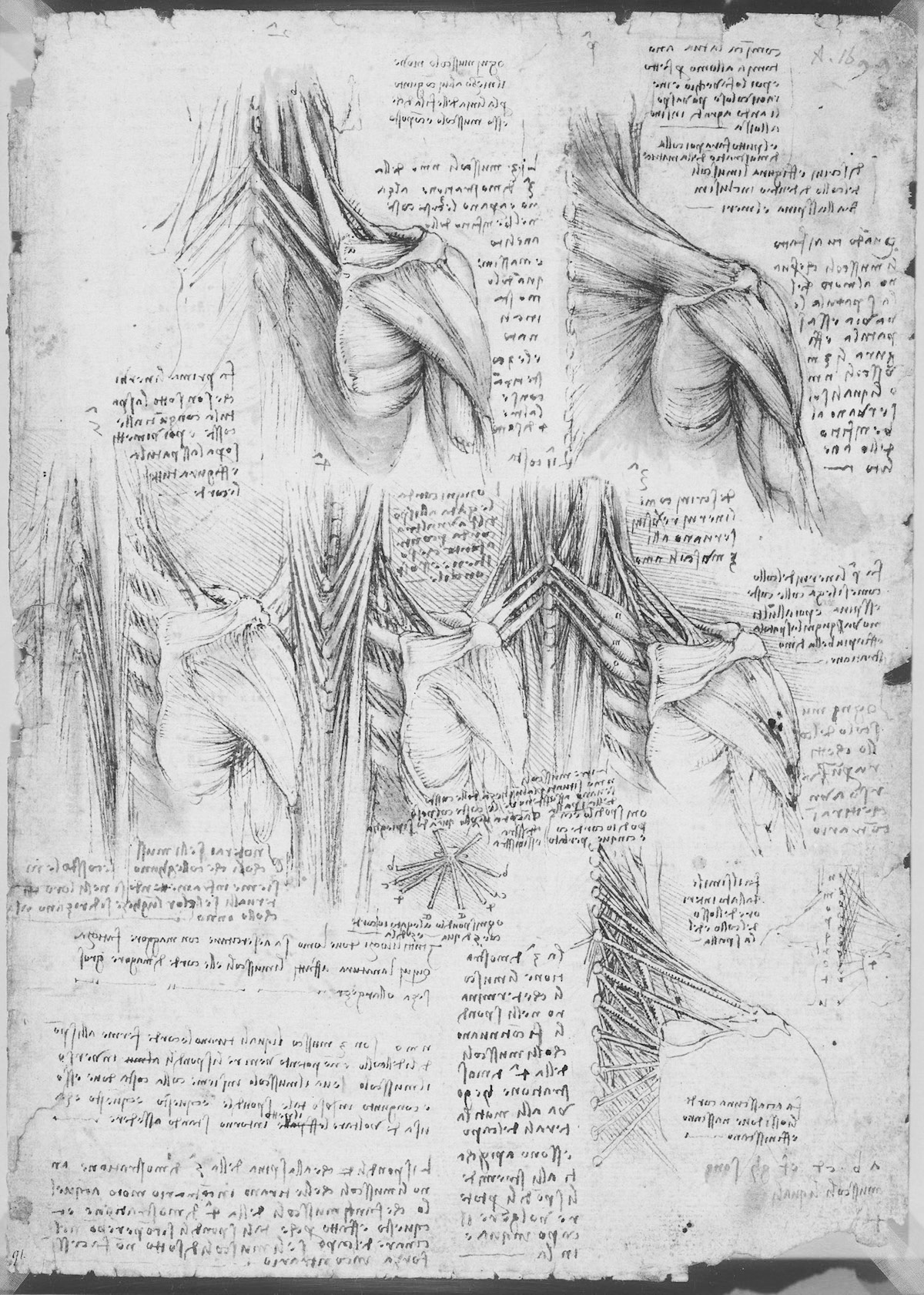 Disegno anatomico di Leonardo da Vinci, ca. 1510