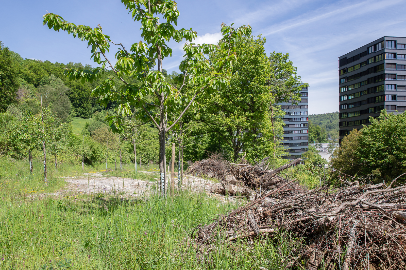 Obstbäume statt Autos: Auf diesem ehemaligen Parkplatz der ABB in Baden wurde ein Obstgarten geschaffen. Die Asthaufen bieten Kleintieren wertvollen Unterschlupf.