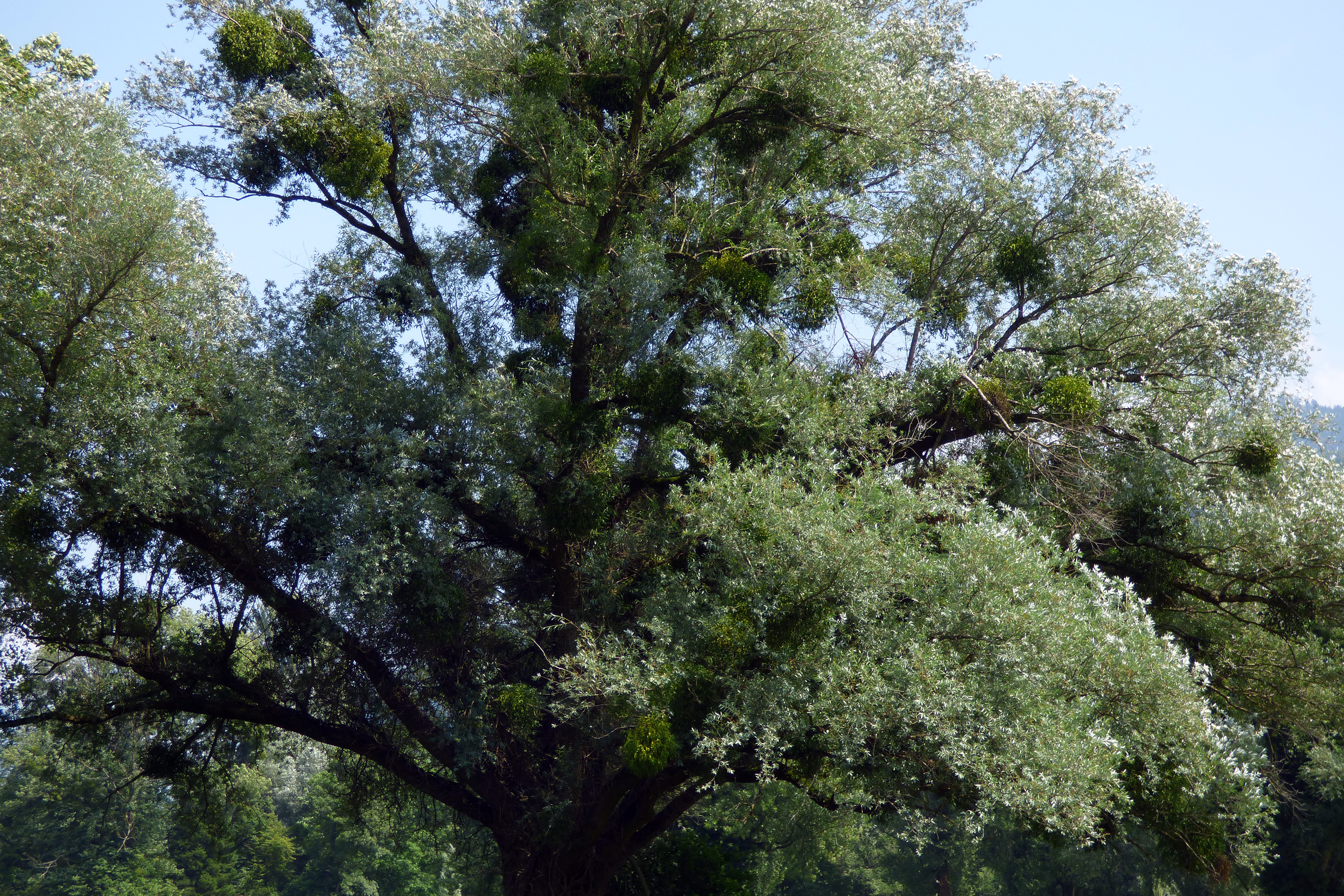 espazium-unterwegs-walensee-Baeume