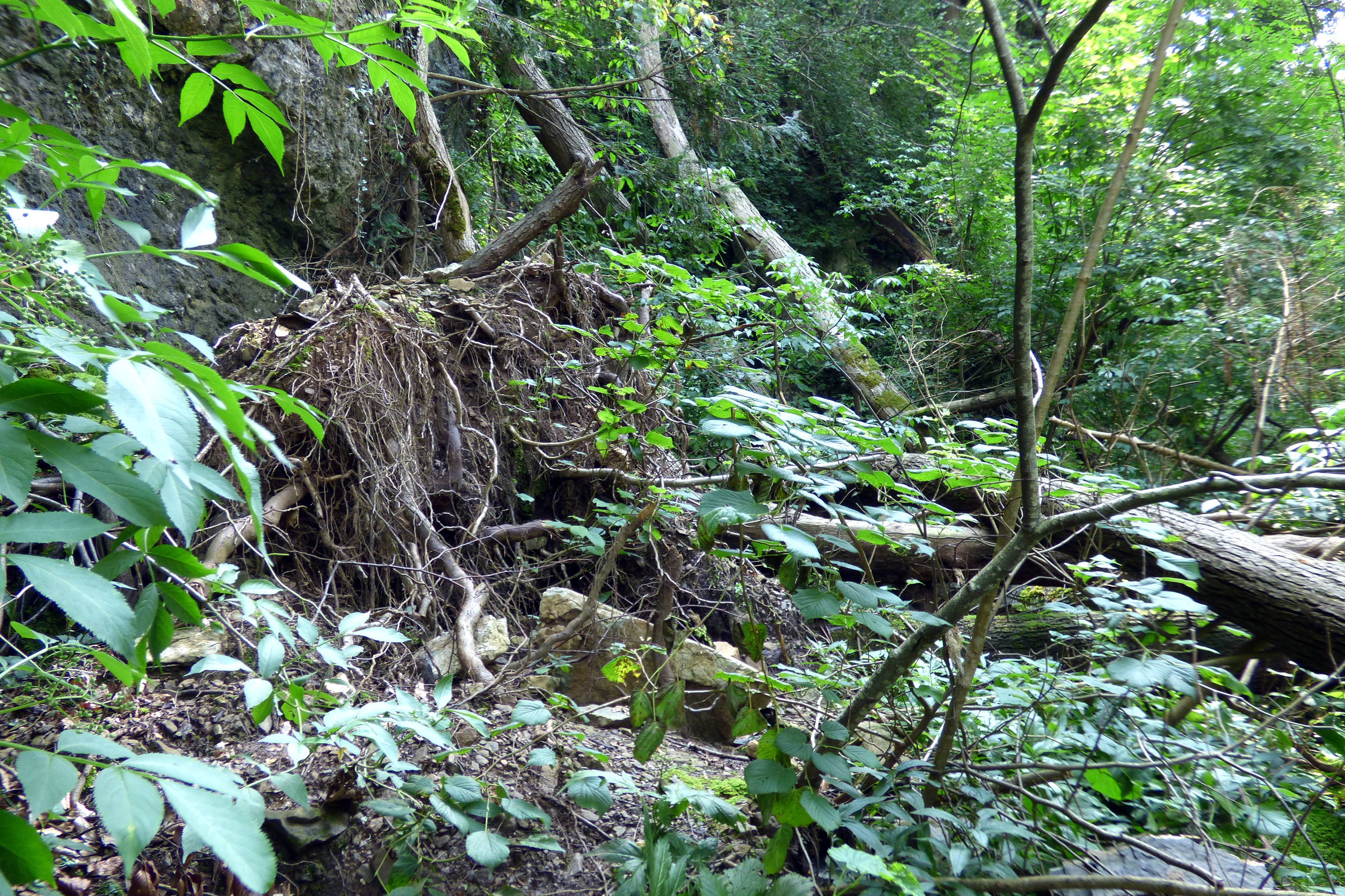 espazium-unterwegs-walensee-Dschungel