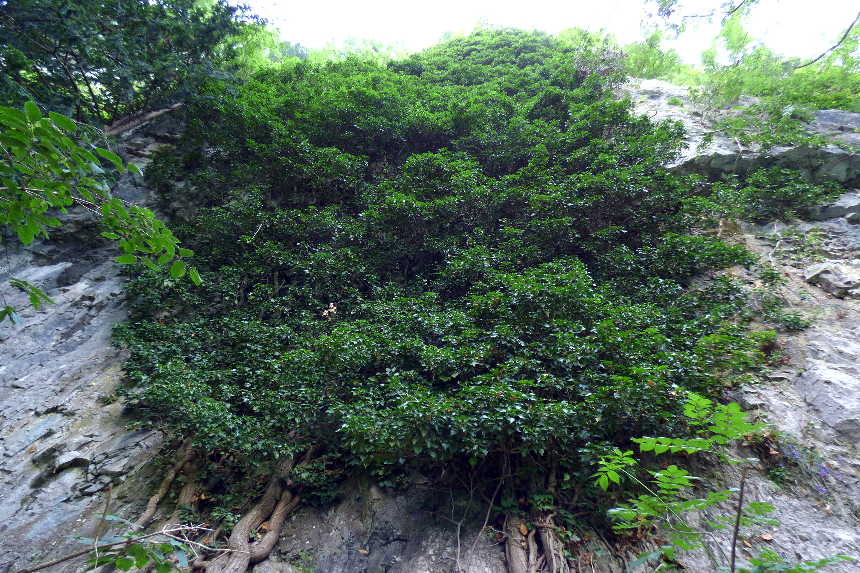 espazium-unterwegs-walensee-efeu