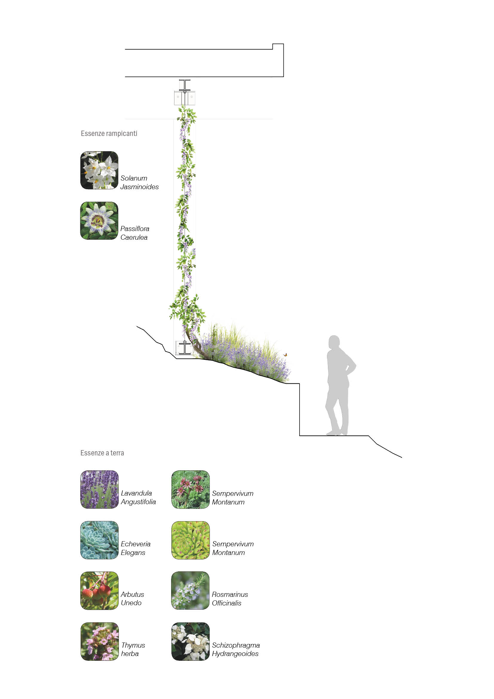 Il Jardin Vertical di Gandria (2017-2020) di enrico sassi architetto. Sezione di dettaglio della campata sud-ovest