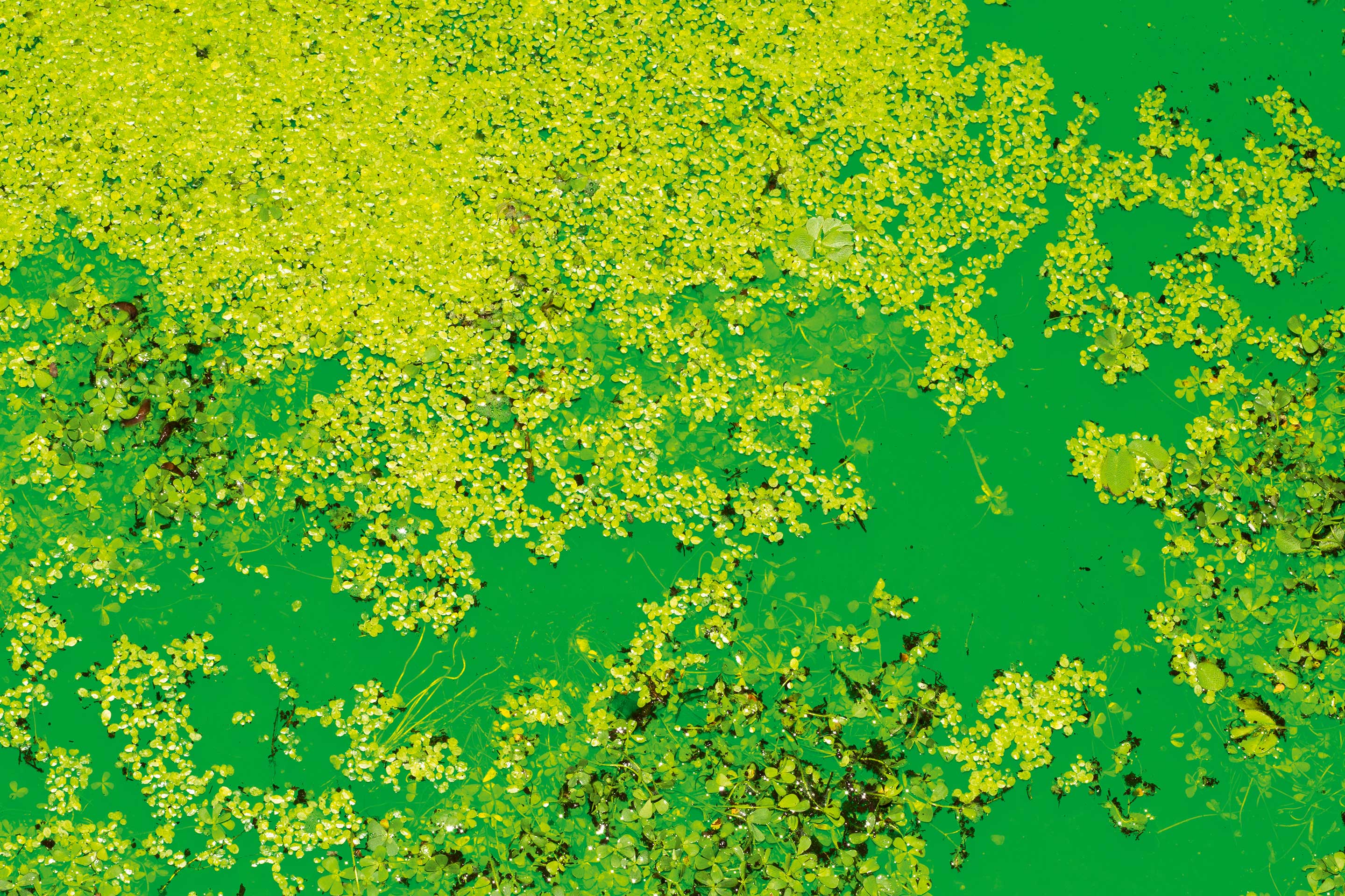 Vie-et-mort-de-life-2