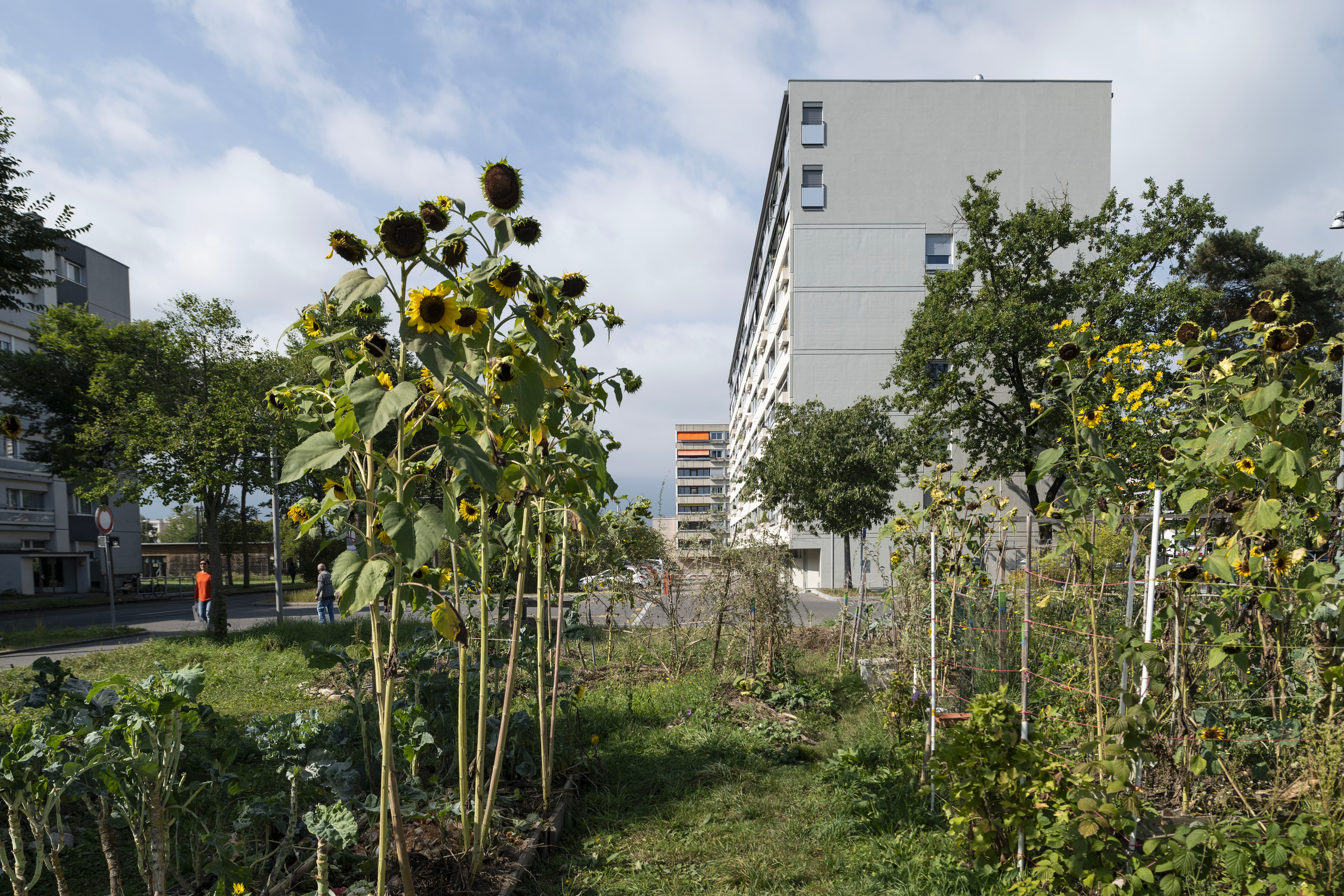 Le vaste parc immobilier hérité des années 1960 est développé en ménageant les ressources grâce à des surélévations. Des optimisations énergétiques et le raccordement à un réseau chaleur-énergie écologique réduisent nettement la consommation et améliorent le bilan carbone. Dans le