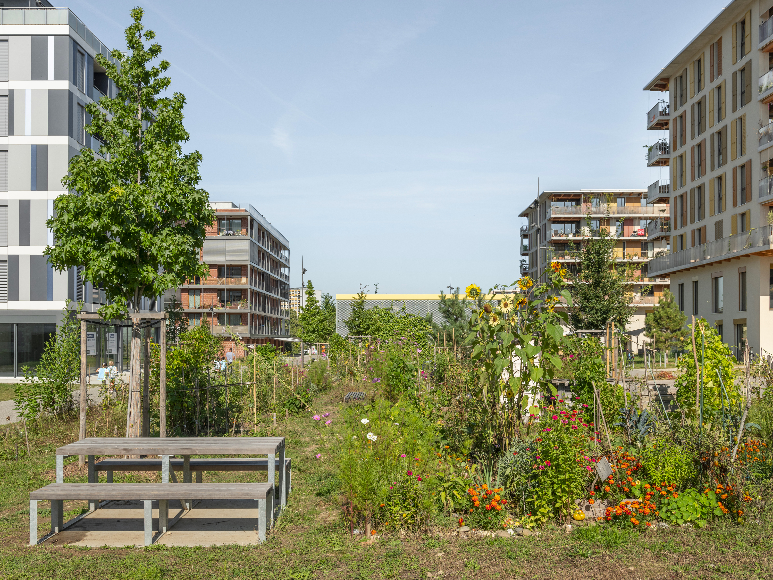 Dans le nouveau quartier des Vergers, une exploitation agricole urbaine gérée par la population sensibilise cette dernière aux produits locaux et participe aussi à l'aménagement des espaces libres.