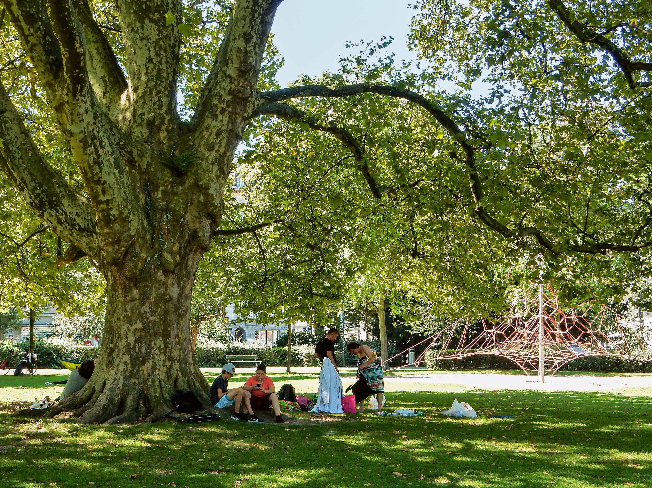 Diese Schatten spendende Platane in der  Bäckeranlage im Kreis 4 ist über 80 Jahre alt.
