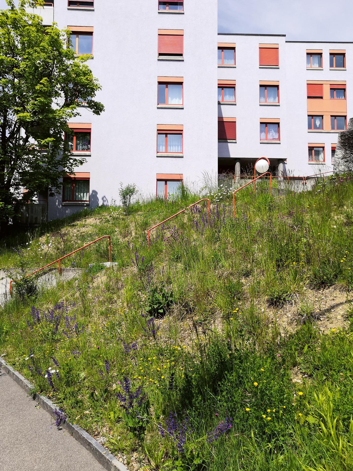 Trockenwiese in der Siedlung Sydefädeli.