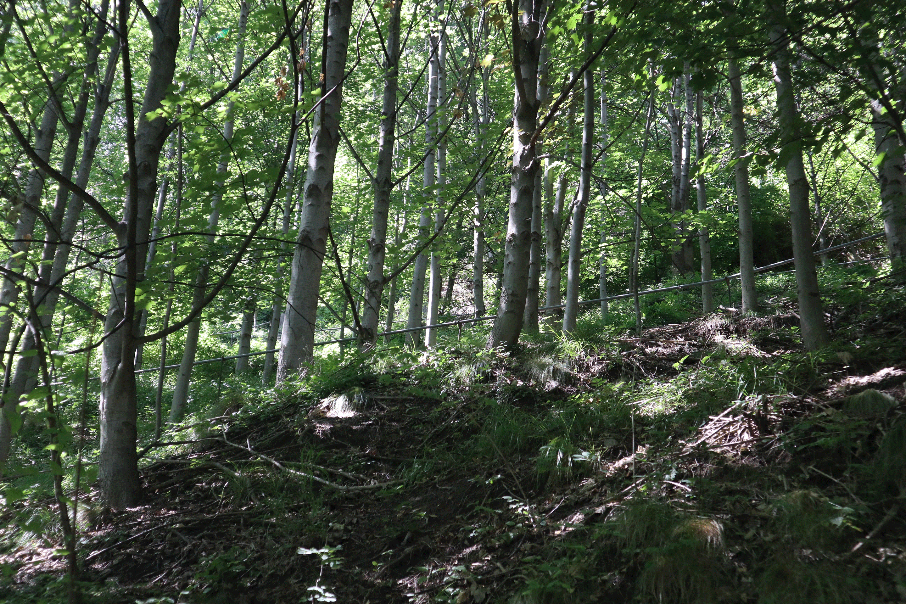 Dank der Bewässerung können unter anderem Ahornbäume aufwachsen. Die recht hohe Stammzahl pro Fläche bewirkt einen recht guten Schutz vor Steinschlag.