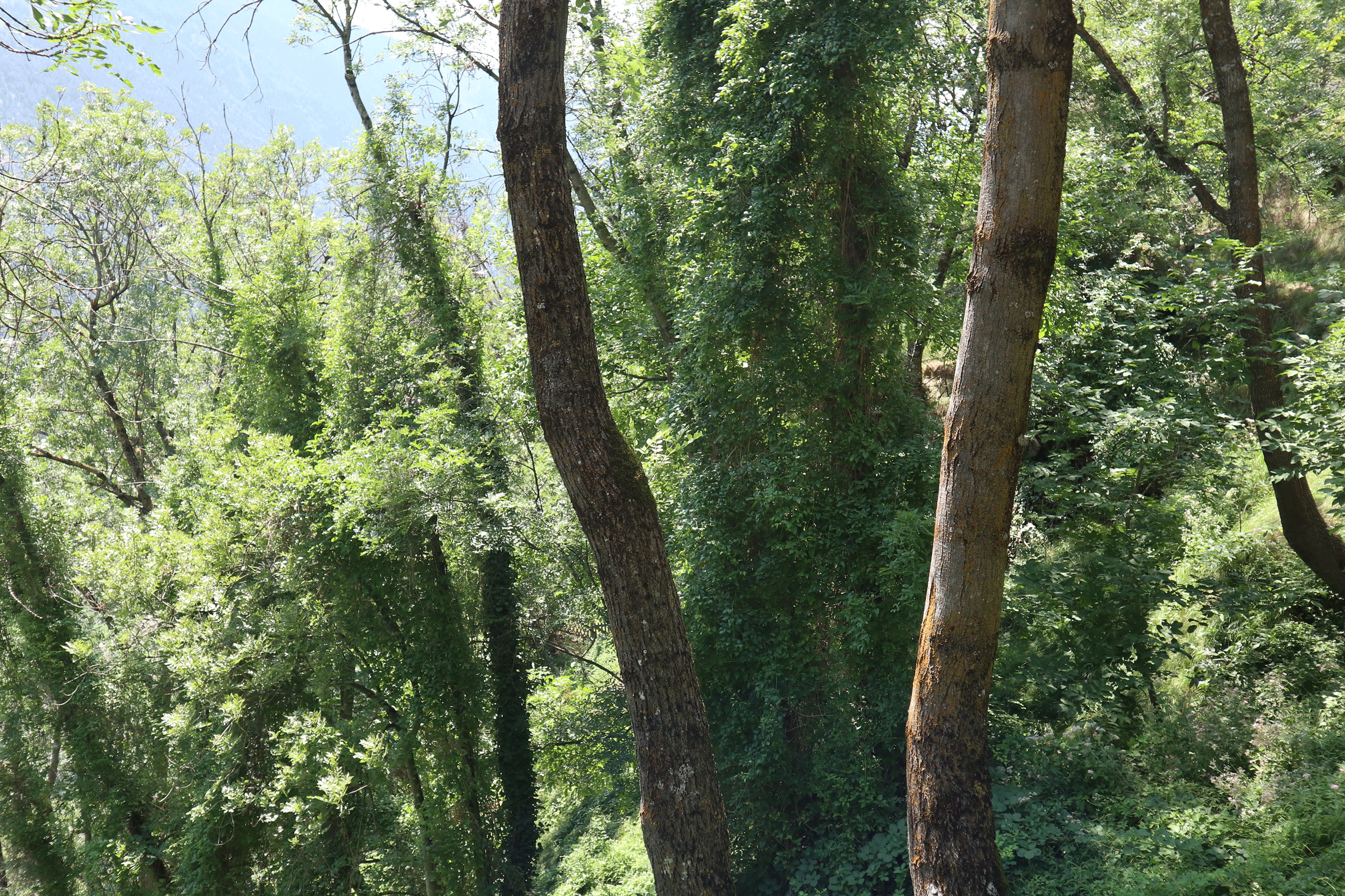 Dank warmen Temperaturen und genügend Wasser wächst der Wald üppig.