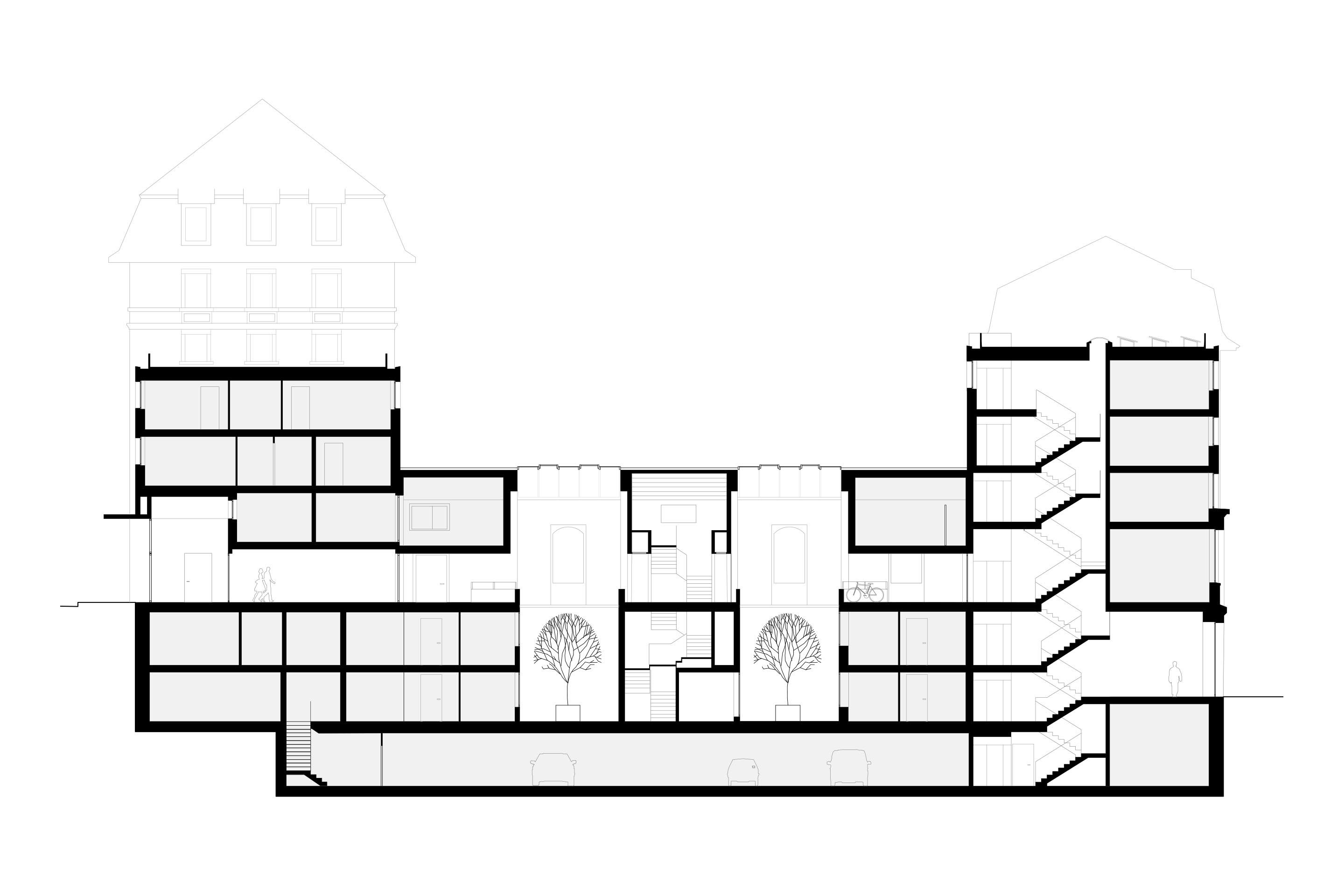 Coupe longitudinale.