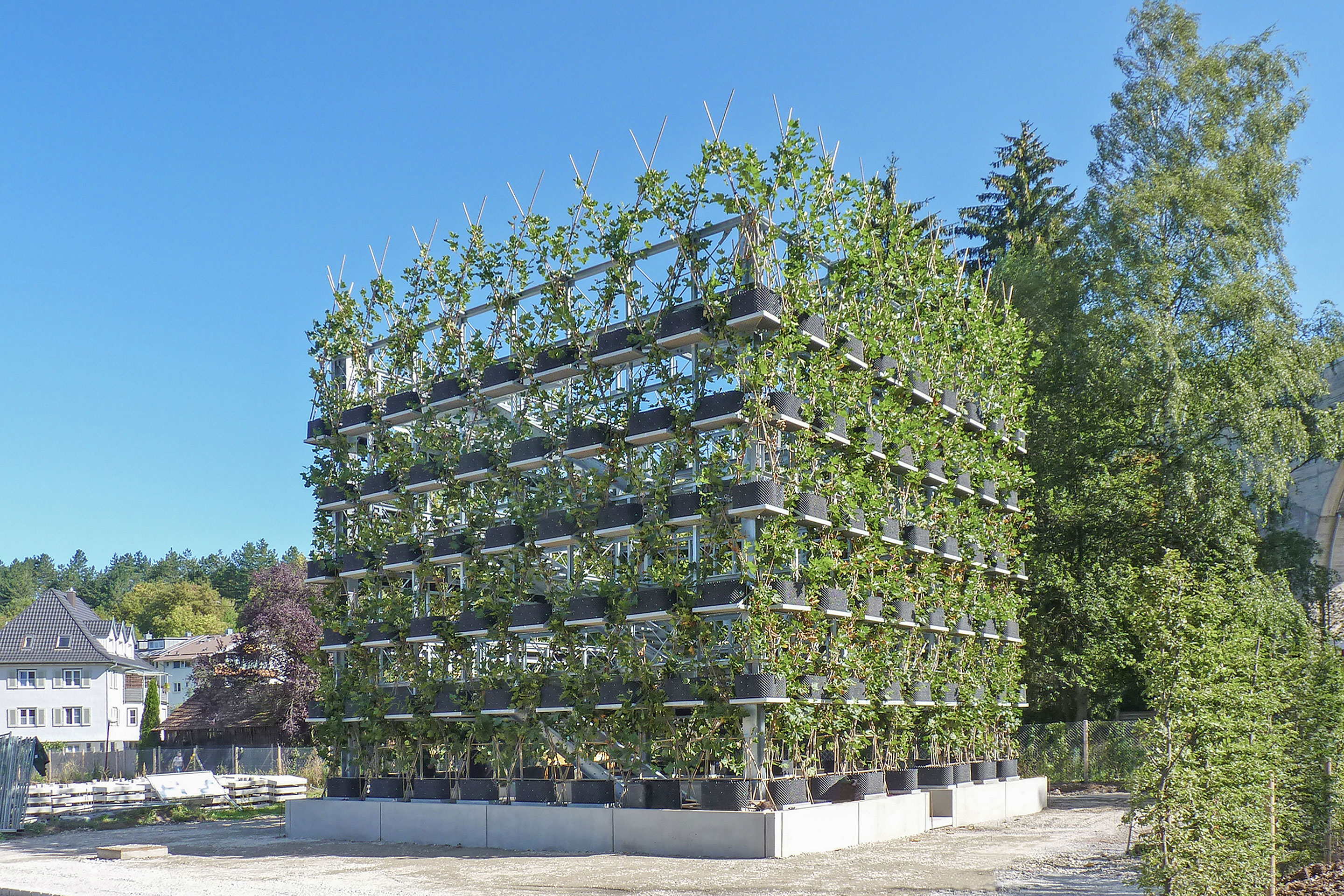 Platanenkubus: In der süddeutschen Stadt Nagold wurde bereits ein Projekt der Baubotanik umgesetzt: Das Gebäude tritt durch die Platanenfassade weniger als Gebäude denn als Baum in Erscheinung und wird als Lücke im Stadtraum wahrgenommen.