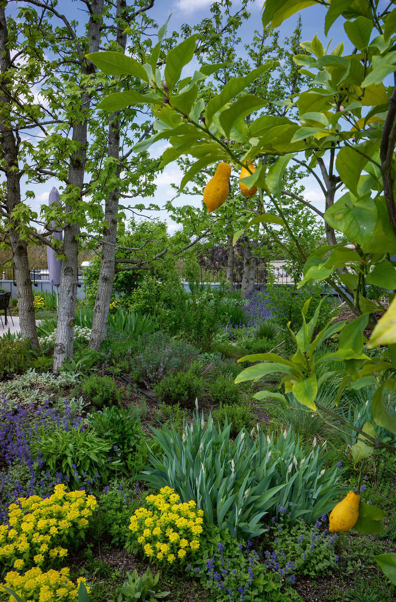 Verschiedene Stauden, Blumen, Gräser und Kräuter bedecken den Boden. Silbergrau, Blau und Violett ergänzen satte Grüntöne, die Zitronen im Vordergrund leuchten schon gelb.