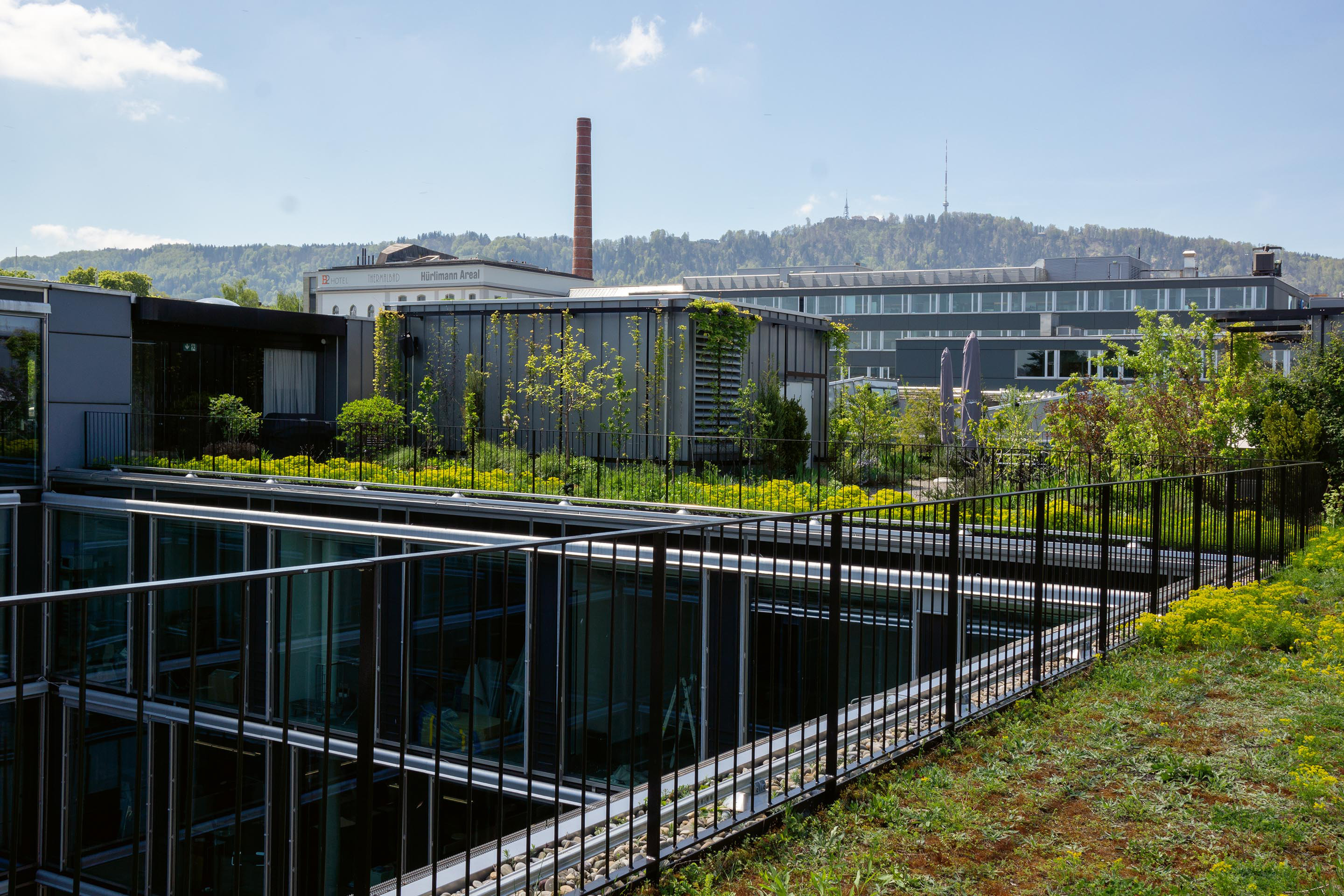 Blick in den Lichthof des Bürogebäudes, im Hintergrund das Hürlimann-Areal und der Uetliberg. Die Magerwiesen im inneren Bereich um die Dachöffnung werden auch im Sommer nicht bewässert, die Arten gedeihen je nach Jahr etwas unterschiedlich. Diesen Frühling dominiert die Wolfsmilch in leuchtend hellem Gelb, da sie den heissen Sommer letztes Jahr gut überstanden hat.