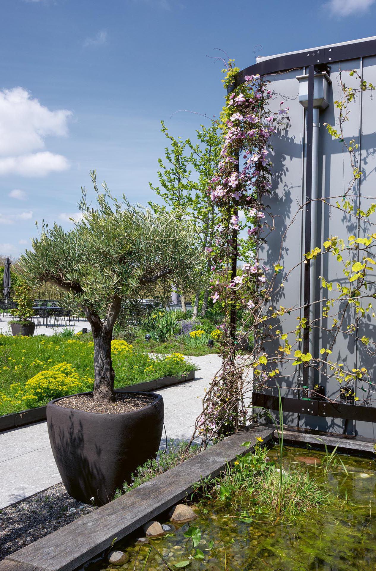 Ein Olivenbaum im Topf ergänzt die einheimischen Pflanzen, die sich an den Gerüsten des Aufbaus hochranken, in dessen Windschatten ein kleiner Teich angelegt ist.