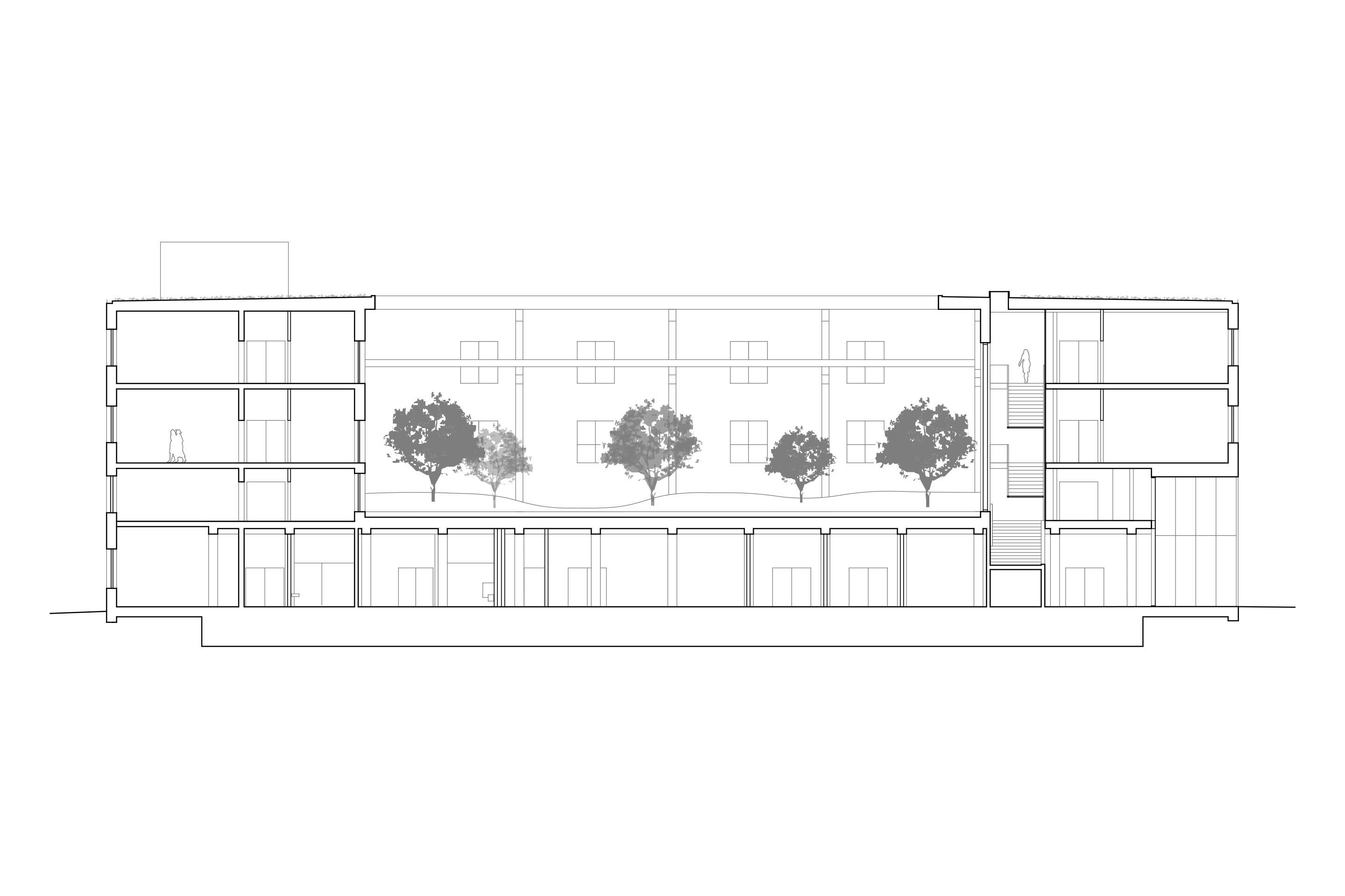 Coupe longitudinale.