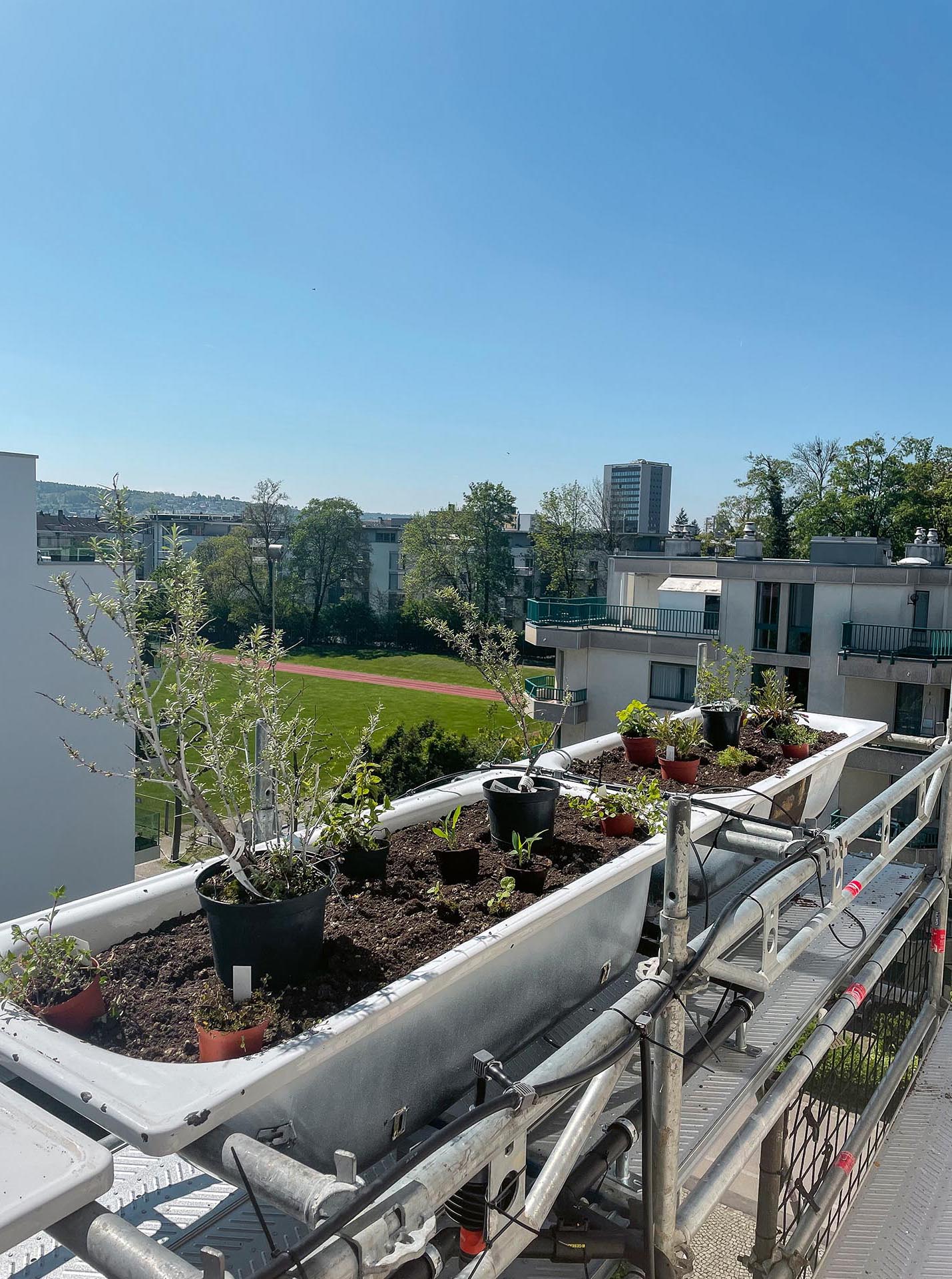 La piantumazione è stata pianificata con una consulente per il giardinaggio e un produttore di substrati.