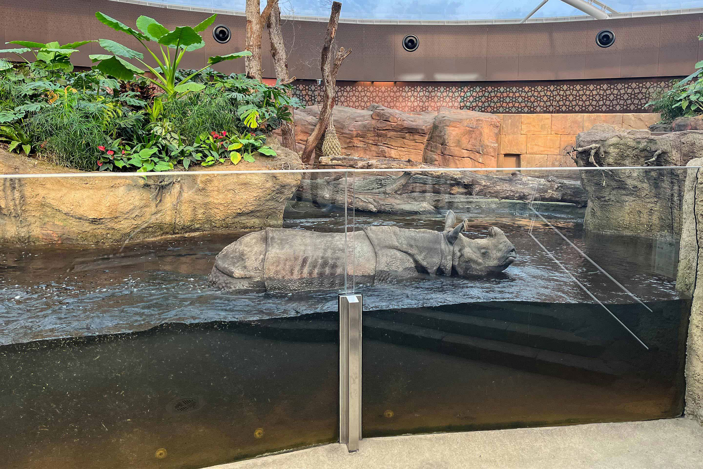 Der Wasserspiegel ist den Vorlieben der Tiere angepasst, die nur selten tauchen.