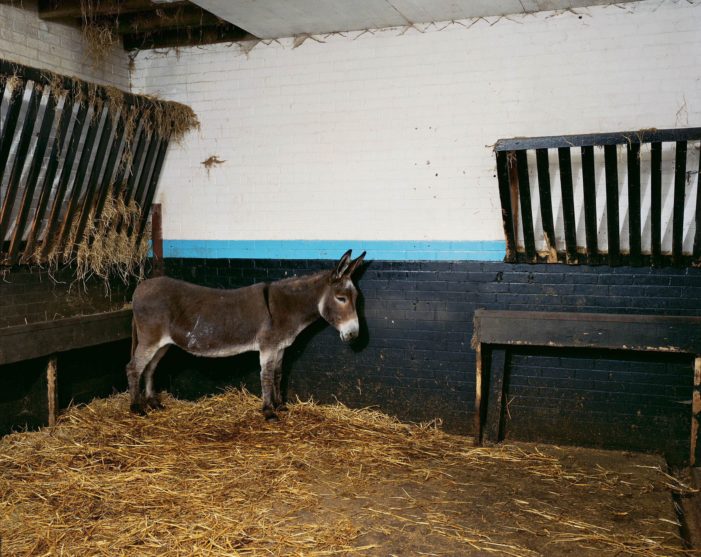 Jeff-Wall-Donkey-Blackpool-fondation-beyeler