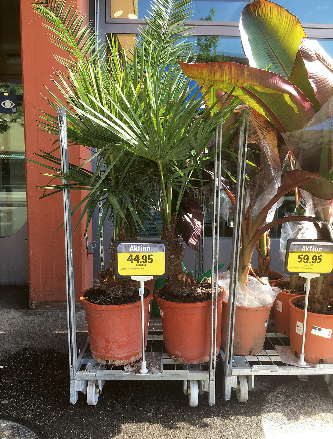 Palme-Ausverkauf-Coop