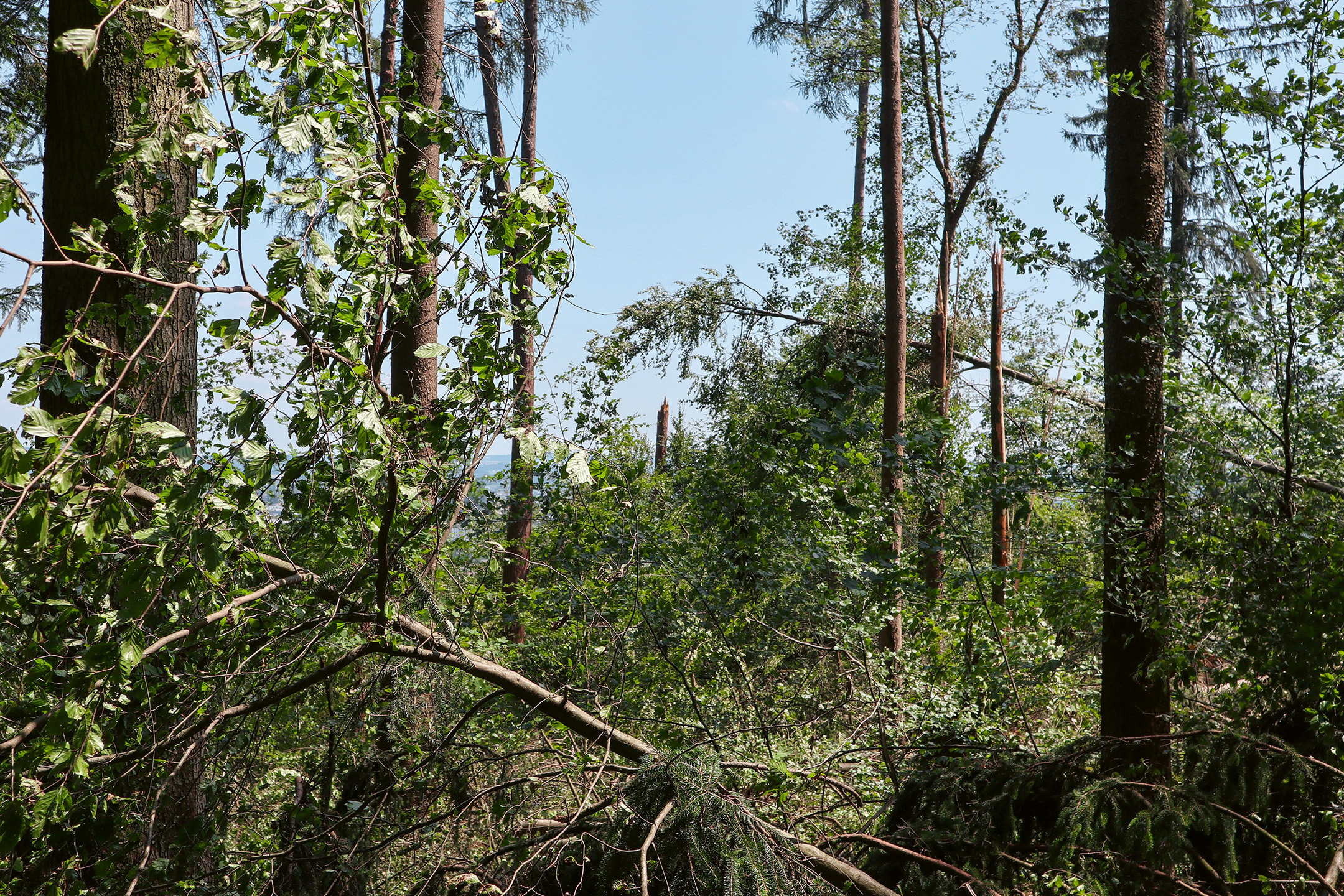 Wald-Schaden-Hagel-Sturm-Bäume-Zürichberg