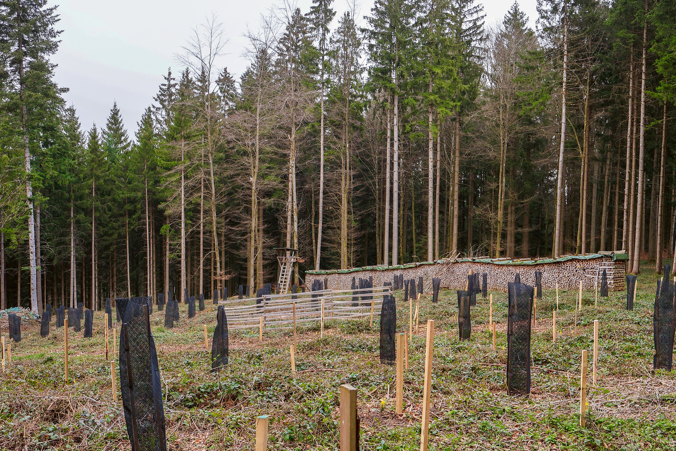 Waldverjüngung-neue-Bäume-Wildverbiss-Schutz-Pflanzung-Schössling