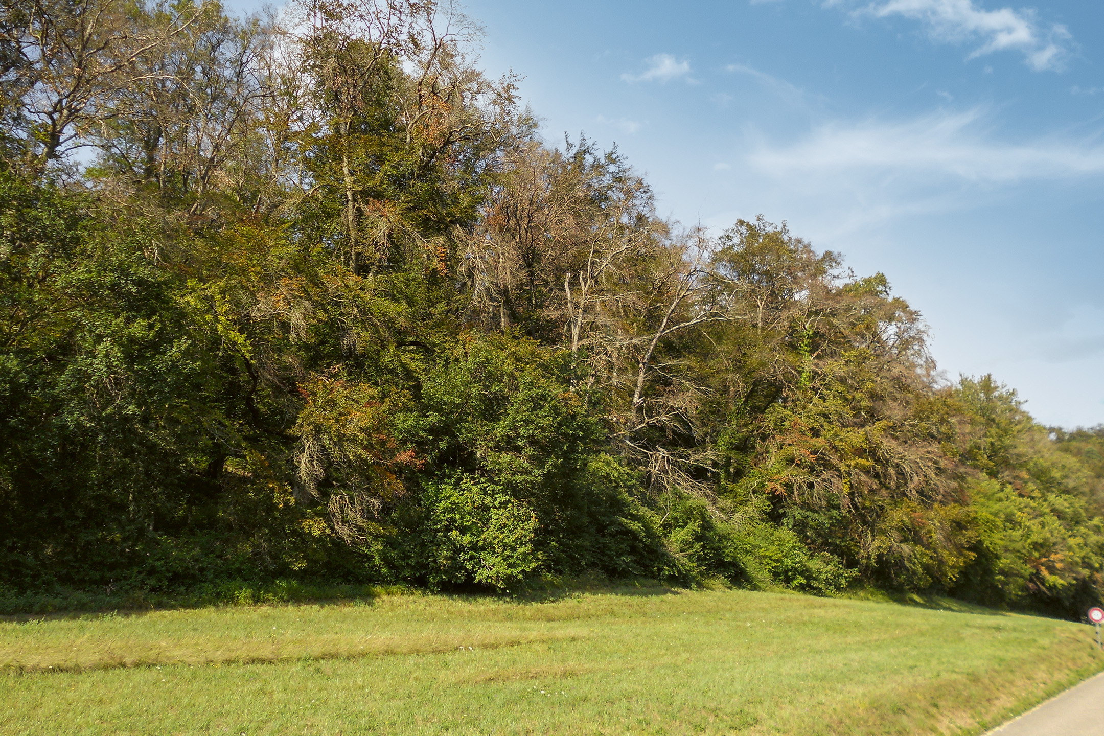 Wald-Trockenheit-Trockenstress-Ajoie-Jura-Bäume-Hitze