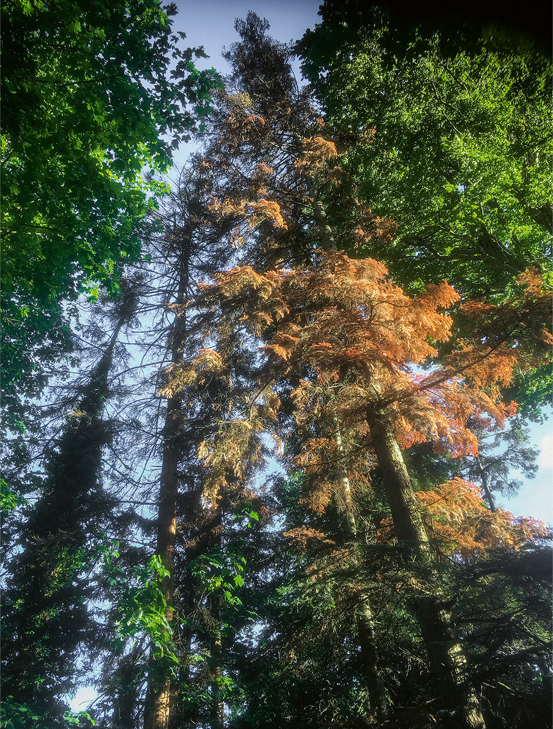 Baum-Trockenstress-Weisstanne-Tanne-Jura-Trockenheit