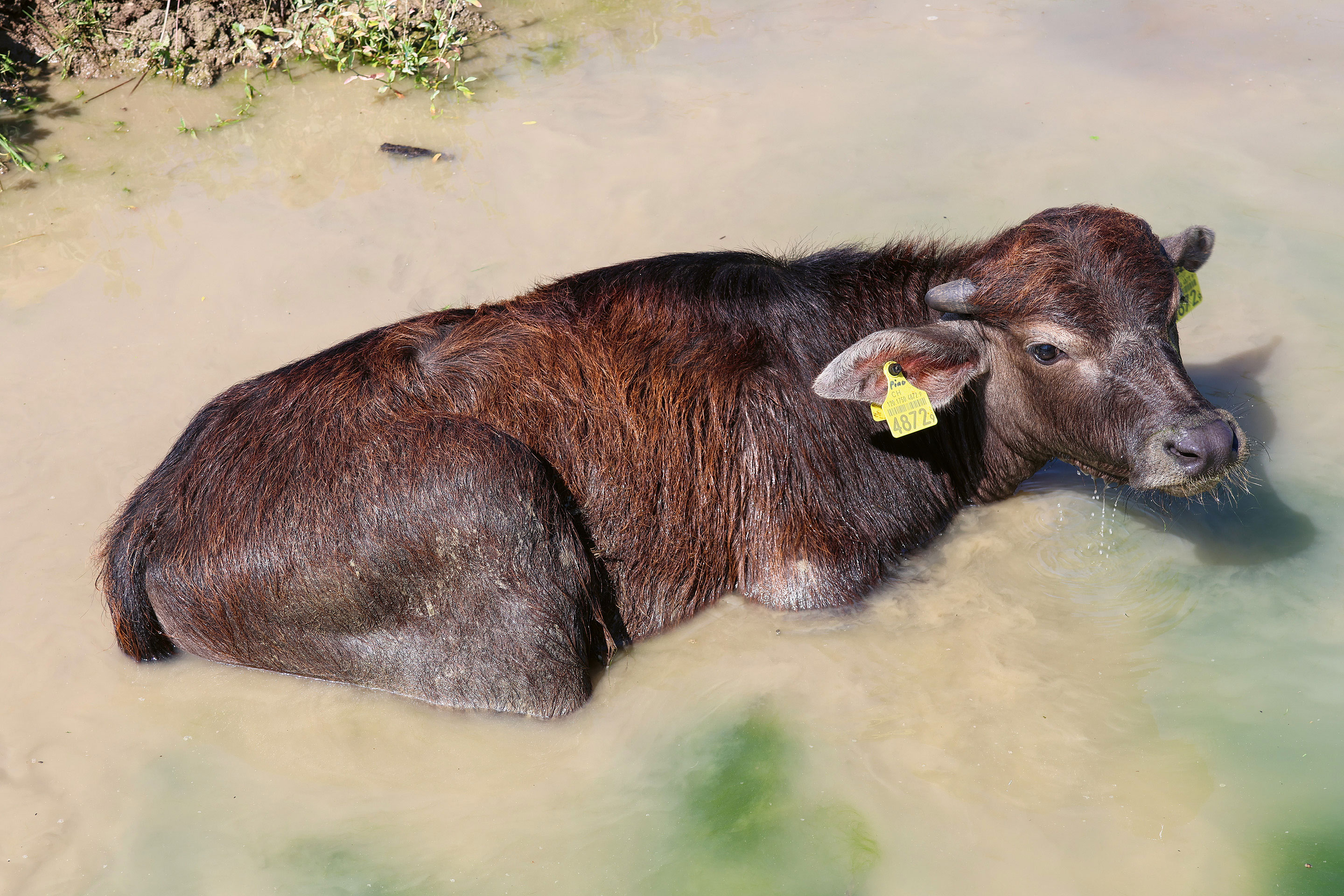 Nicht nur die Wasserbüffel, auch zahl­reiche andere Tierarten profitieren von der renaturierten Aue.