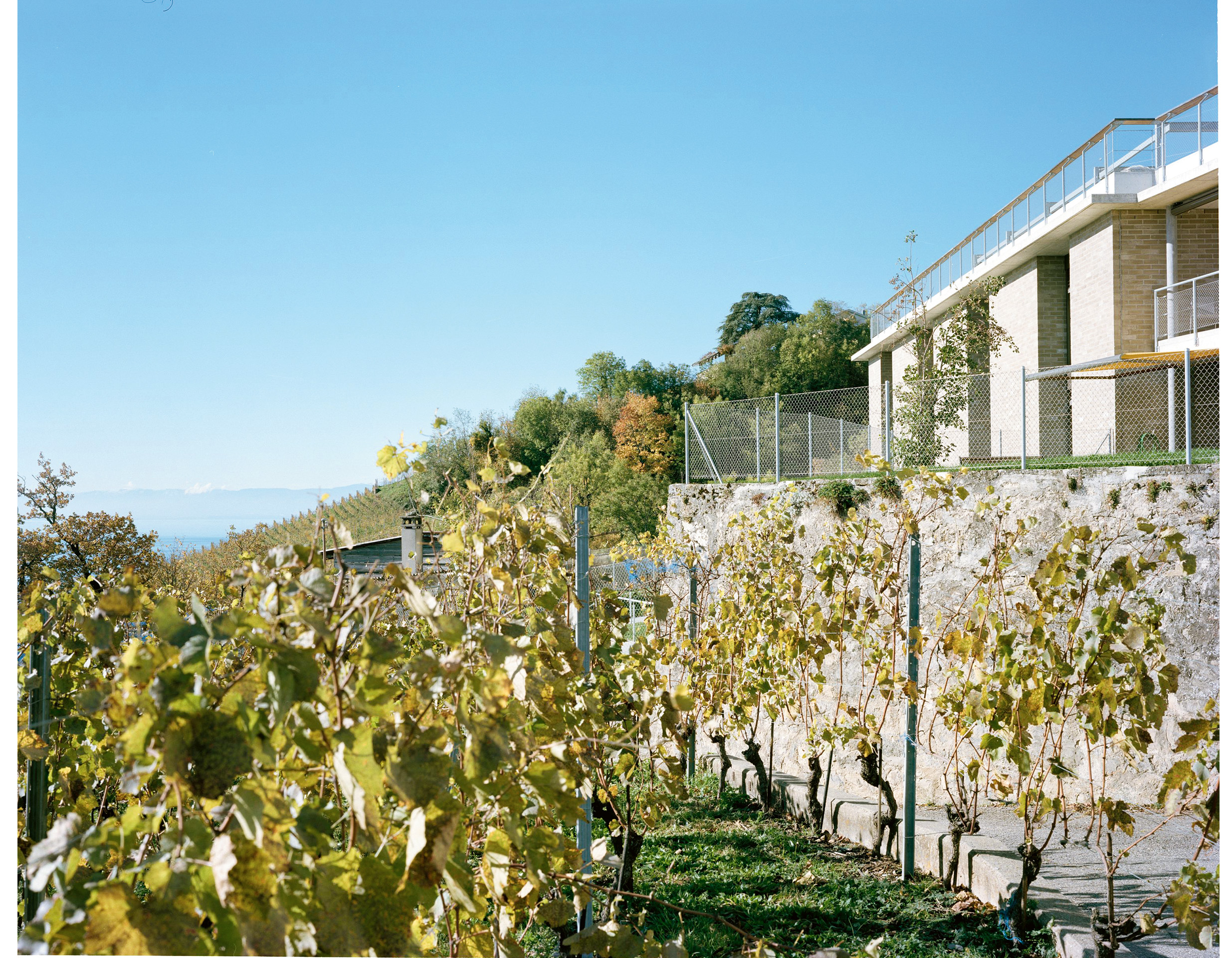 Dialogue entre mur de vignes et mur habité