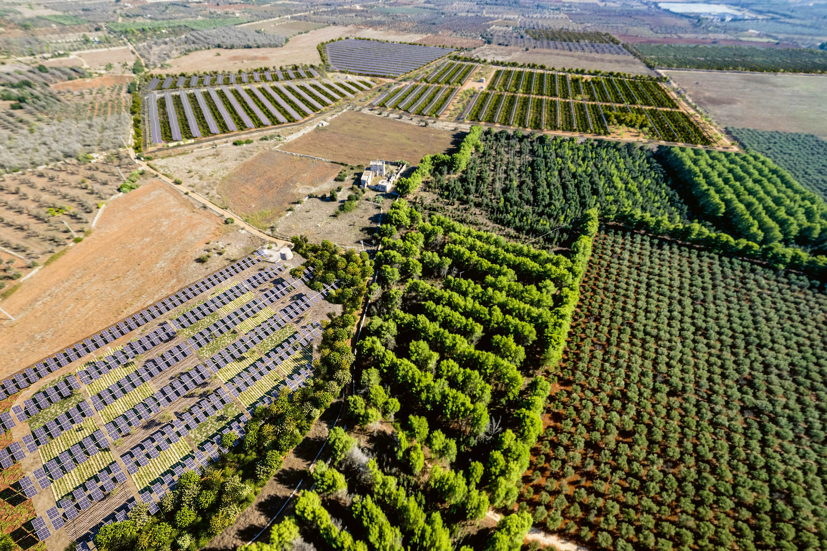 Projet agrivoltaïque «Santa Lucia» à Presicce-Acquarica (I): d’une puissance de 24 MW, la centrale est installée dans le cadre d’un projet de régénération d’oliveraies touchées par la bactérie Xylella fastidiosa.
