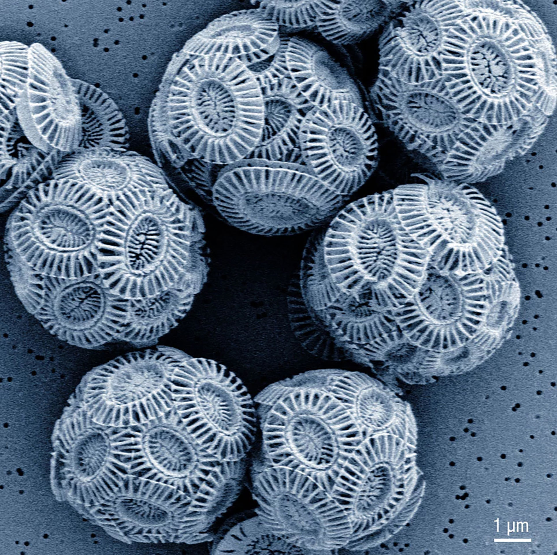 Die symmetrischen Coccolith-Kugeln in der Rügener Kreide nehmen Sonnenlicht und auch Kunstlicht anders auf als das mehlige Titanweiss-Pigment. Dank dieser Rundungen reflektiert dass Weiss das Licht auf eine sanfte Weise.