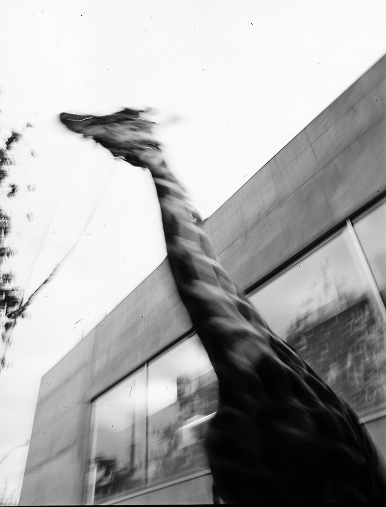 Gumshoe-Koolhaas-giraffe