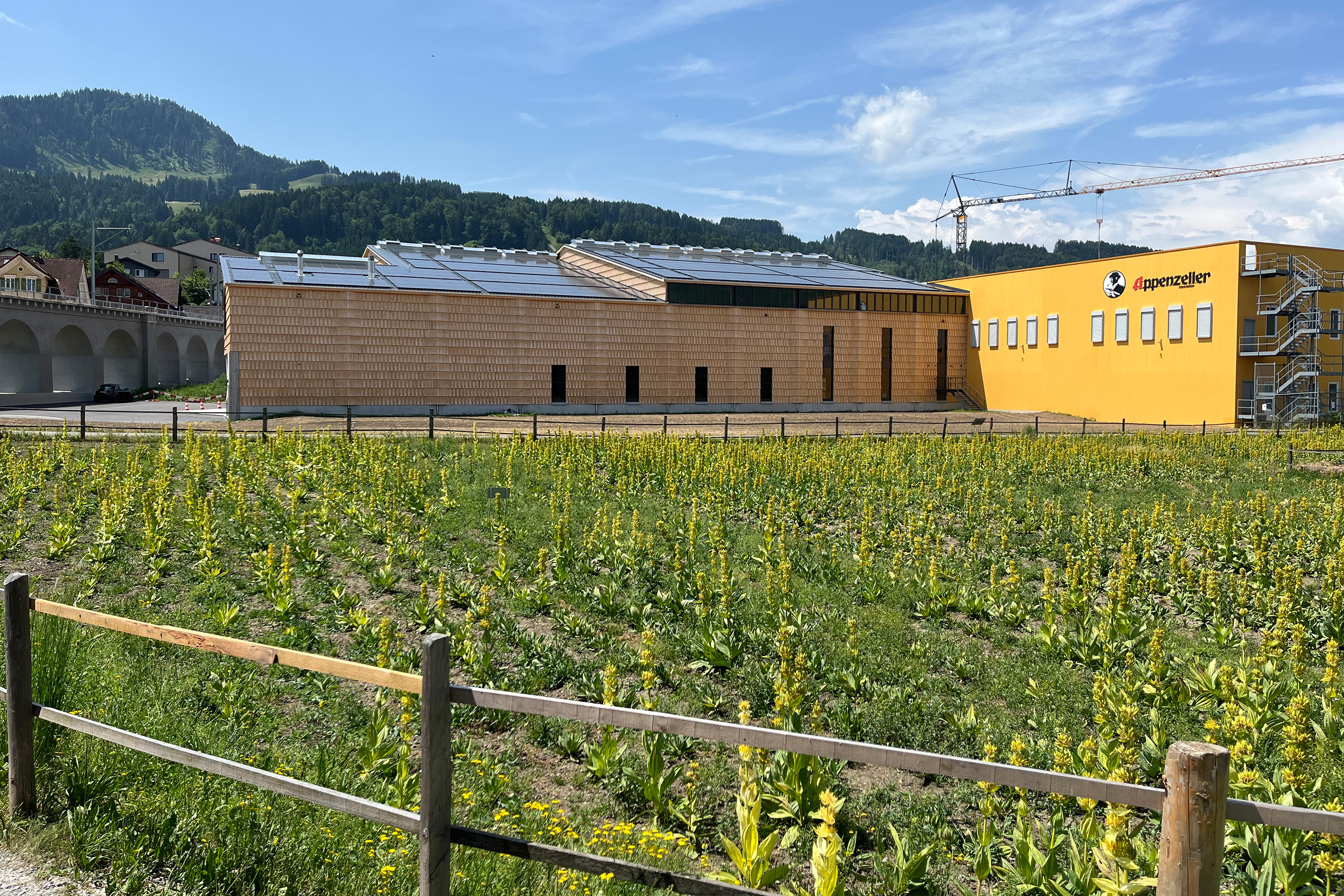 Die hölzerne Hülle der neuen Lagerhalle nimmt dem enziangelben Bau die industrielle Scharfkantigkeit.