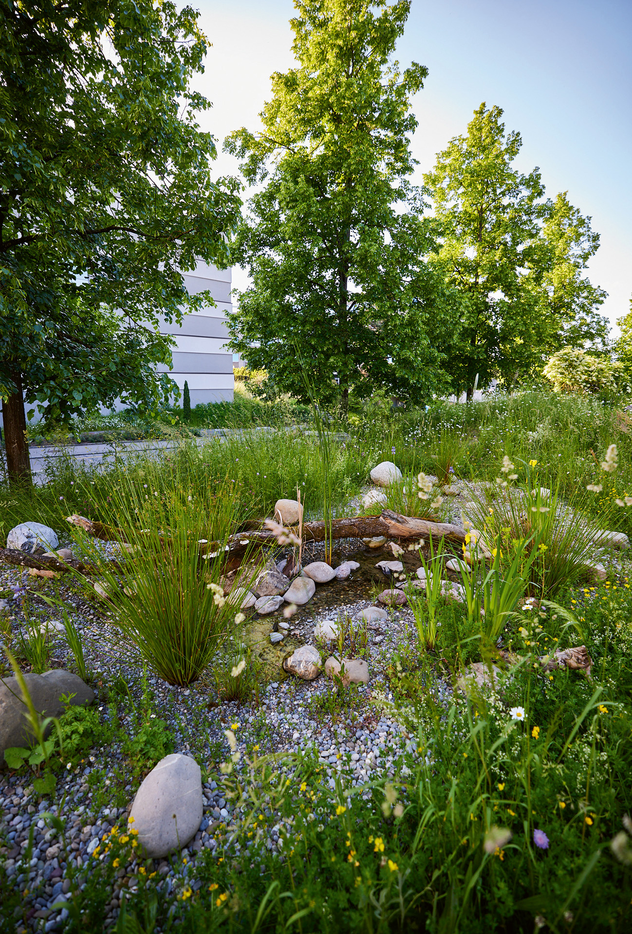 Piccole superfici d’acqua offrono un habitat prezioso e una fonte di nutrimento per insetti e piccoli animali.