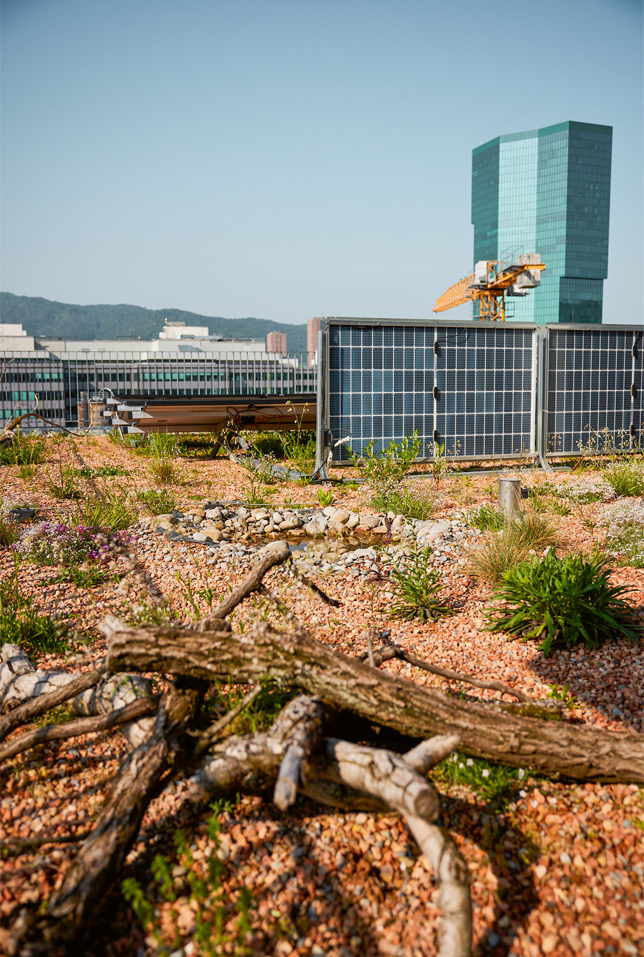 Anche sui tetti c’è spazio per diverse strutture, piante, insetti e uccelli.