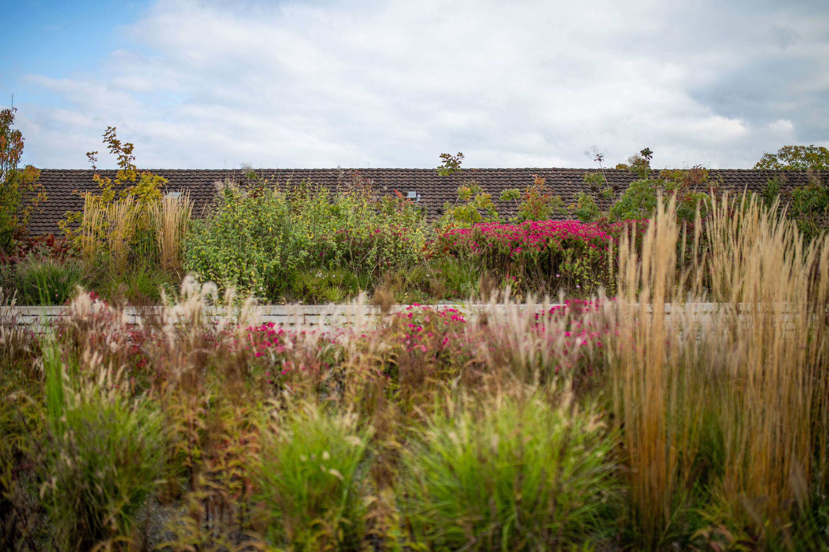 Eine bunte Auswahl an klimaresillienten Pflanzen wächst auf dem Dach der Einhausung Schwamendingen.