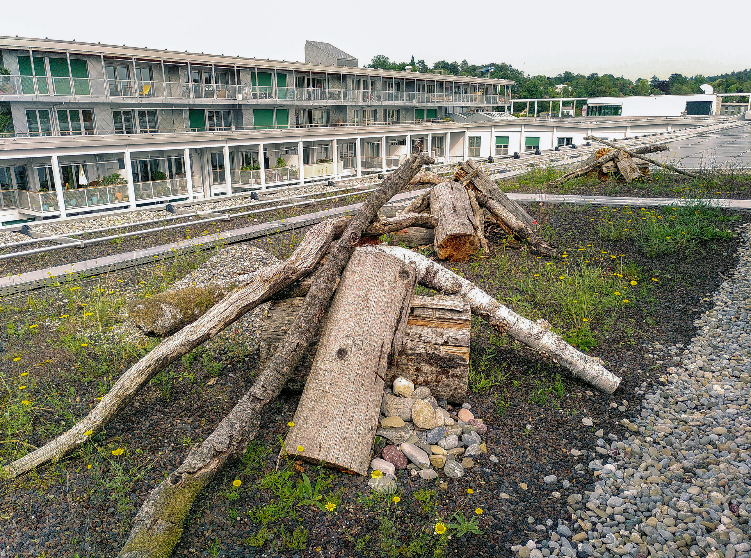 Die Dachflächen mit Nisthügeln und speziellen Samenmischungen bieten zusätzlichen Lebensraum für Insekten, die wiederum den Alpen- und Mauerseglern, die in Nistkästen an den Fassaden brüten, als Nahrung dienen.