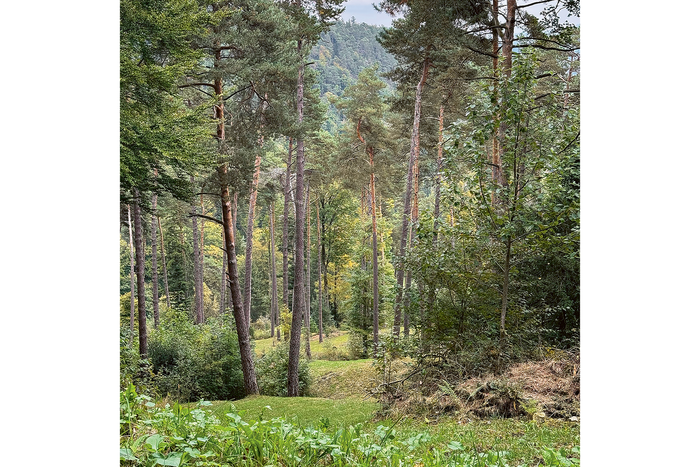 fichten-wald-schweiz-teaser