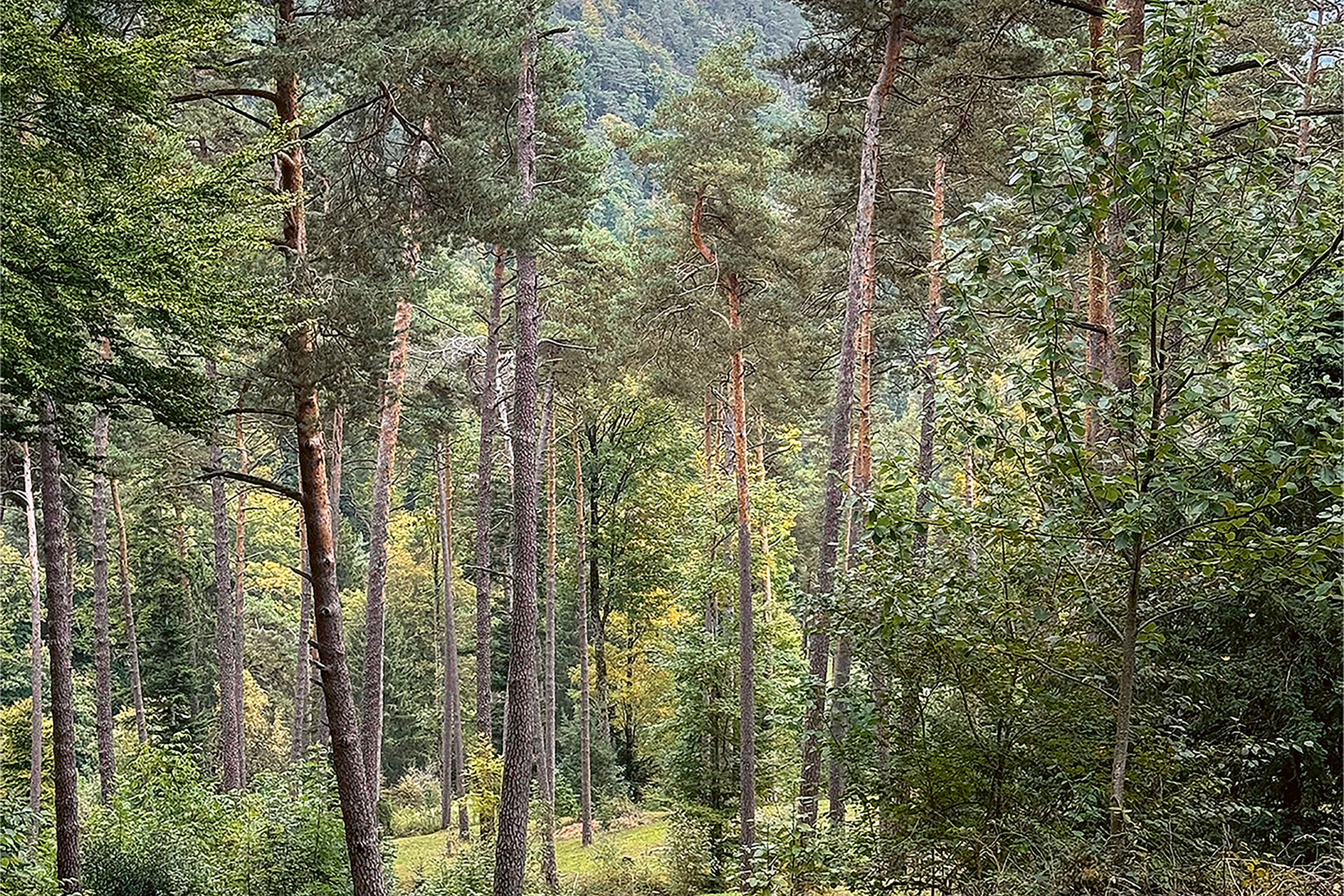 fichten-wald-schweiz-teaser