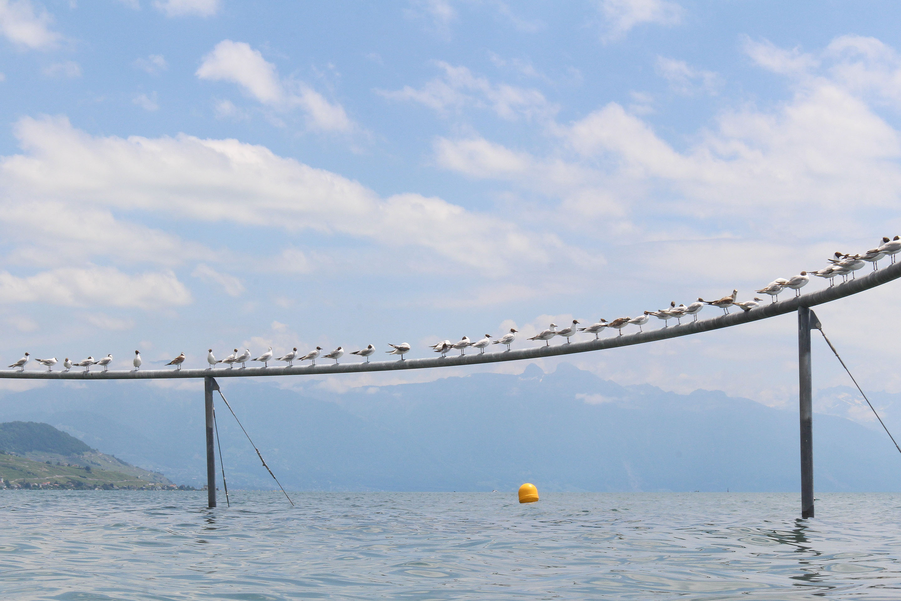«Cercle des Oiseaux» bei Lausanne