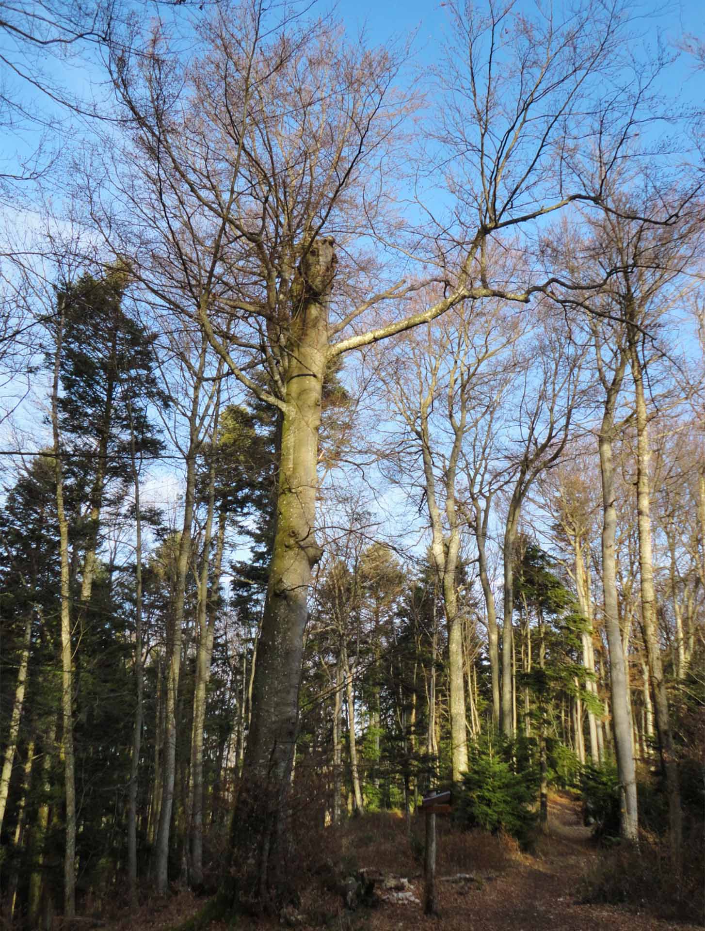 geschädigte Buche dient als Biotopbaum