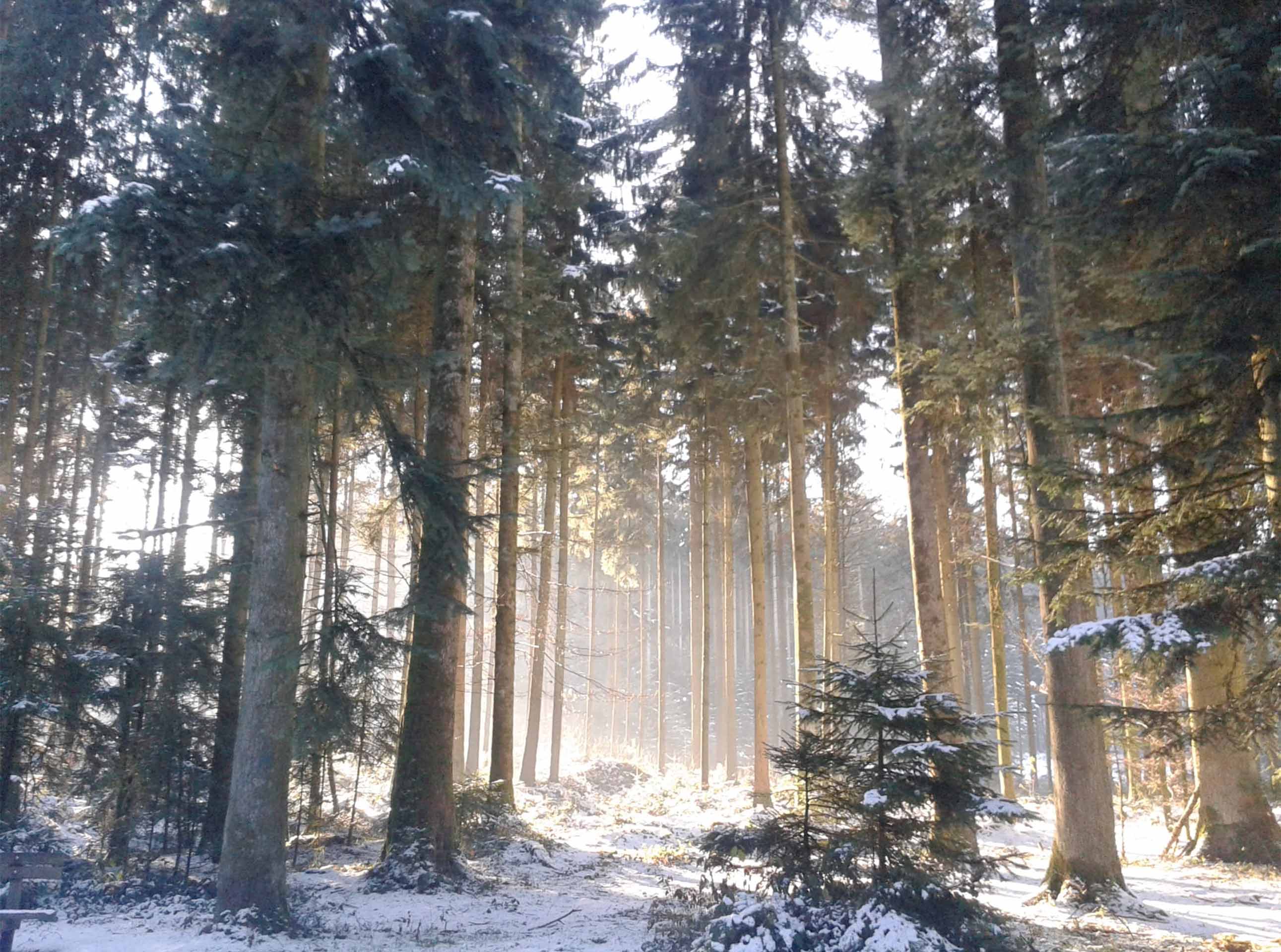 Monokultur Fichtenwald