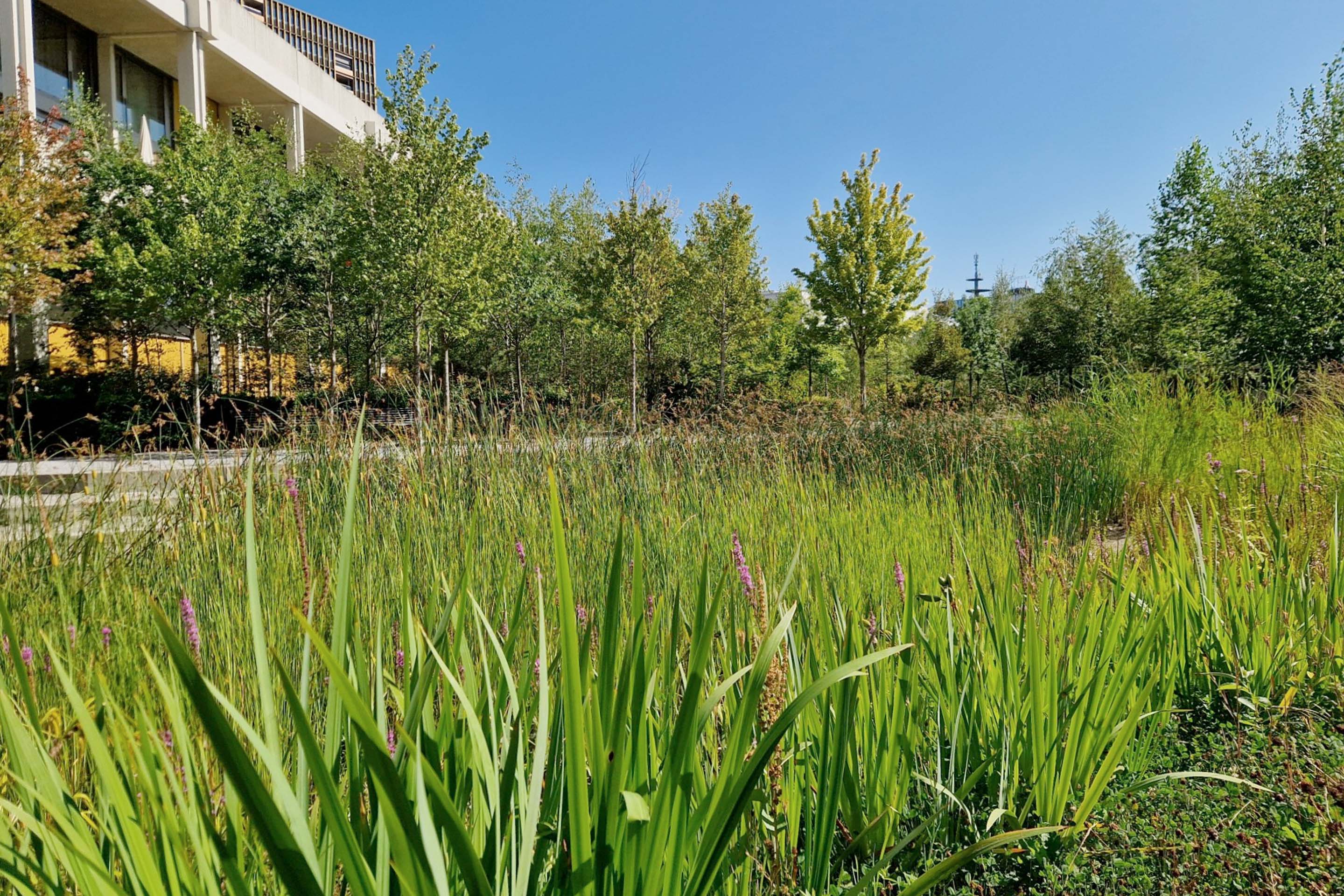 Vegetation entlang der Giessereistrasse in Zürich.