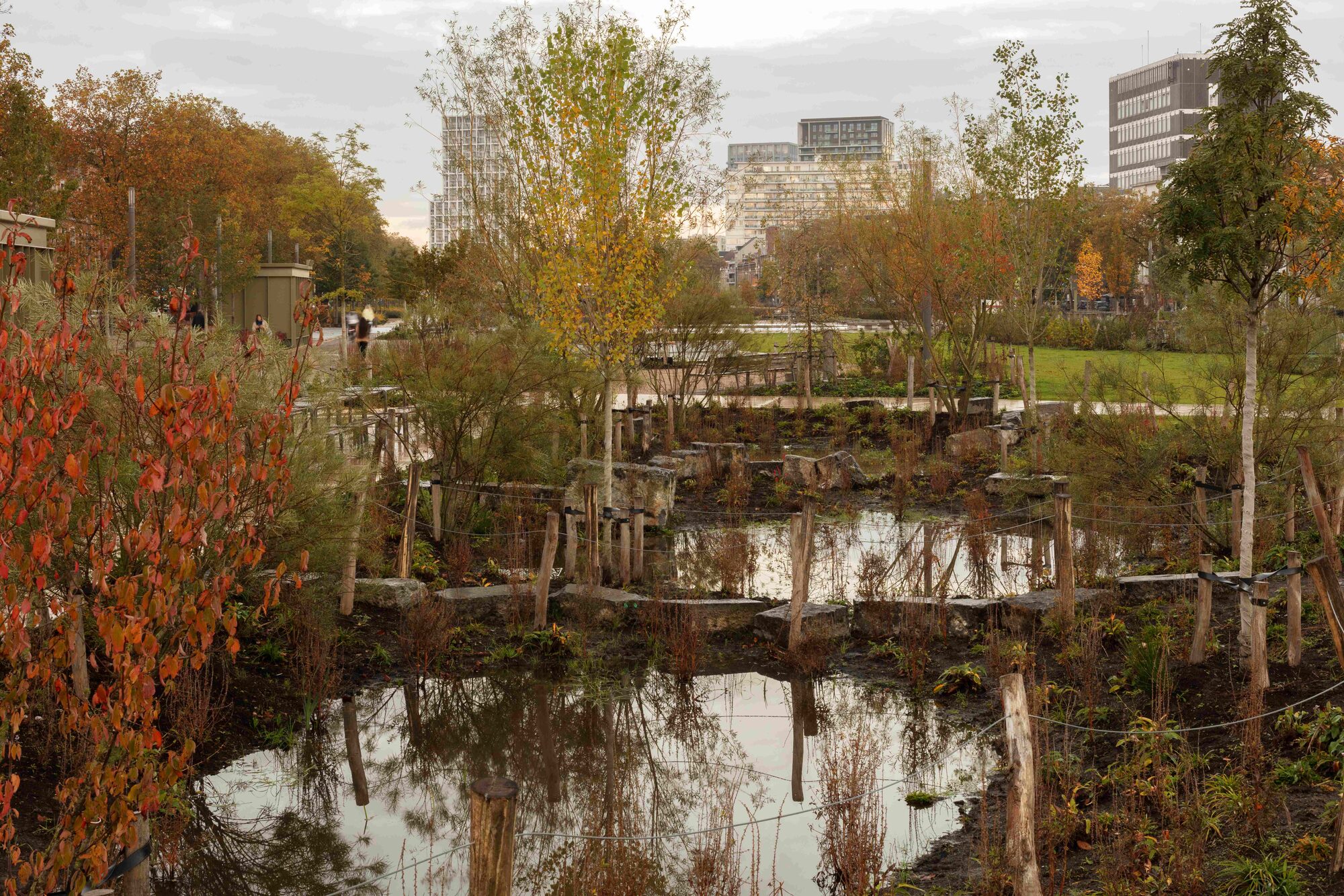 Plan d’eau planté de bouleaux et de végétation aux teintes automnales, immeubles en arrière-plan.