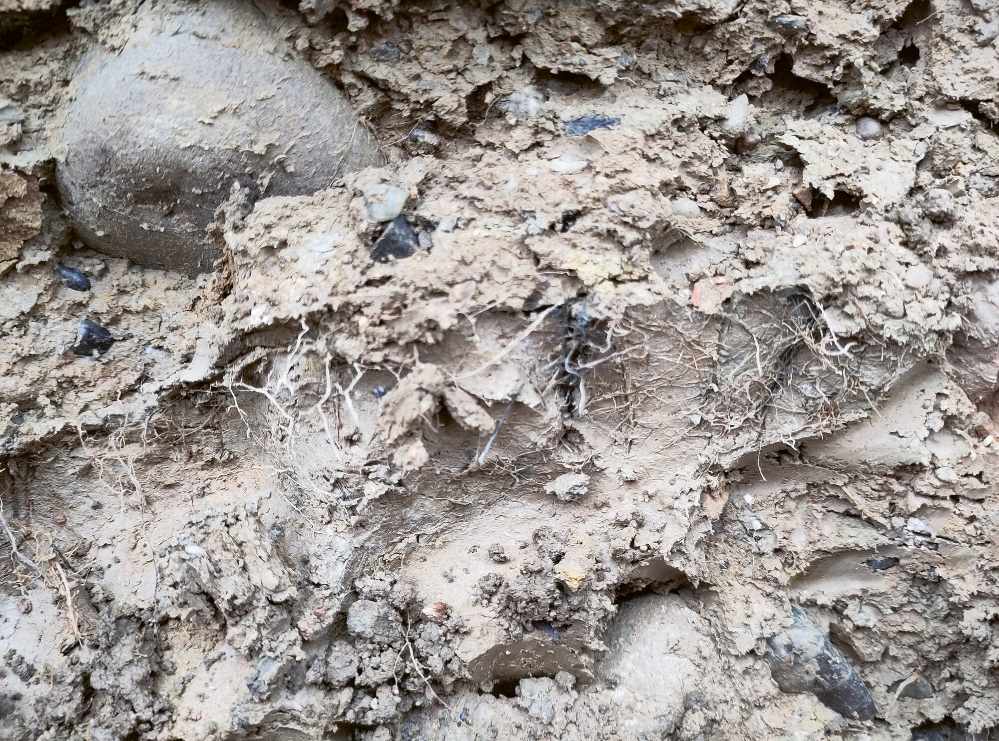 Racines en arêtes de poisson dans un sol compacté, parc du Boulodrome à Carouge